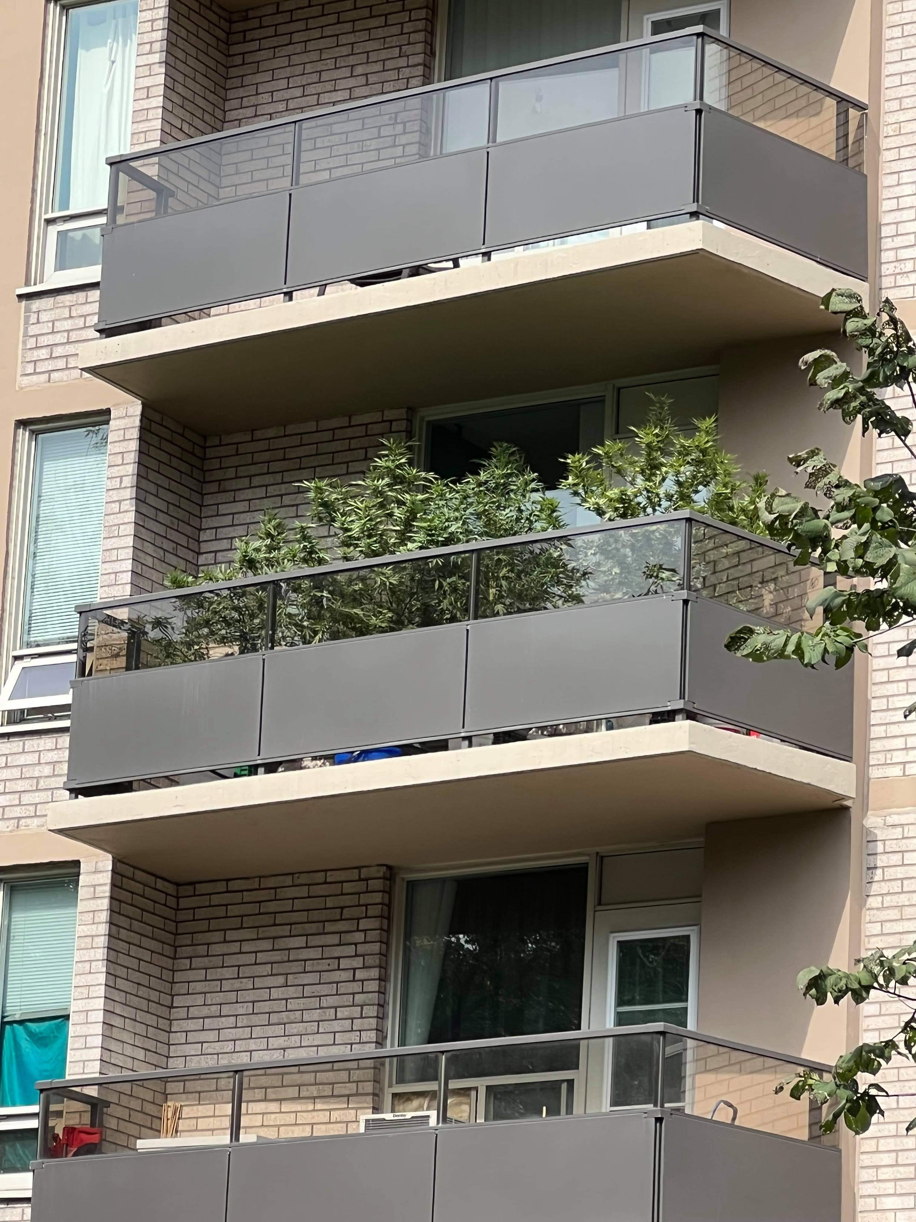 This balcony grow in Toronto is impressive. r/microgrowery