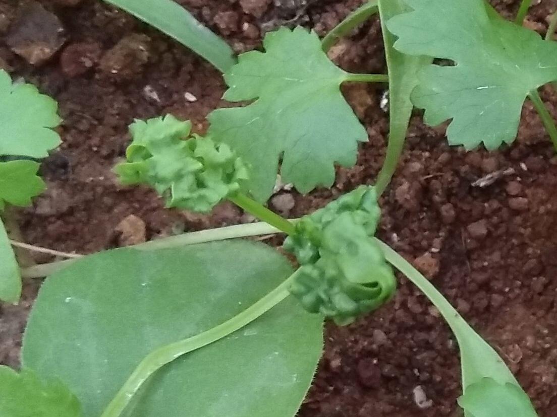 My coriander (cilantro) leaves are curling... why?? 😕 r/gardening