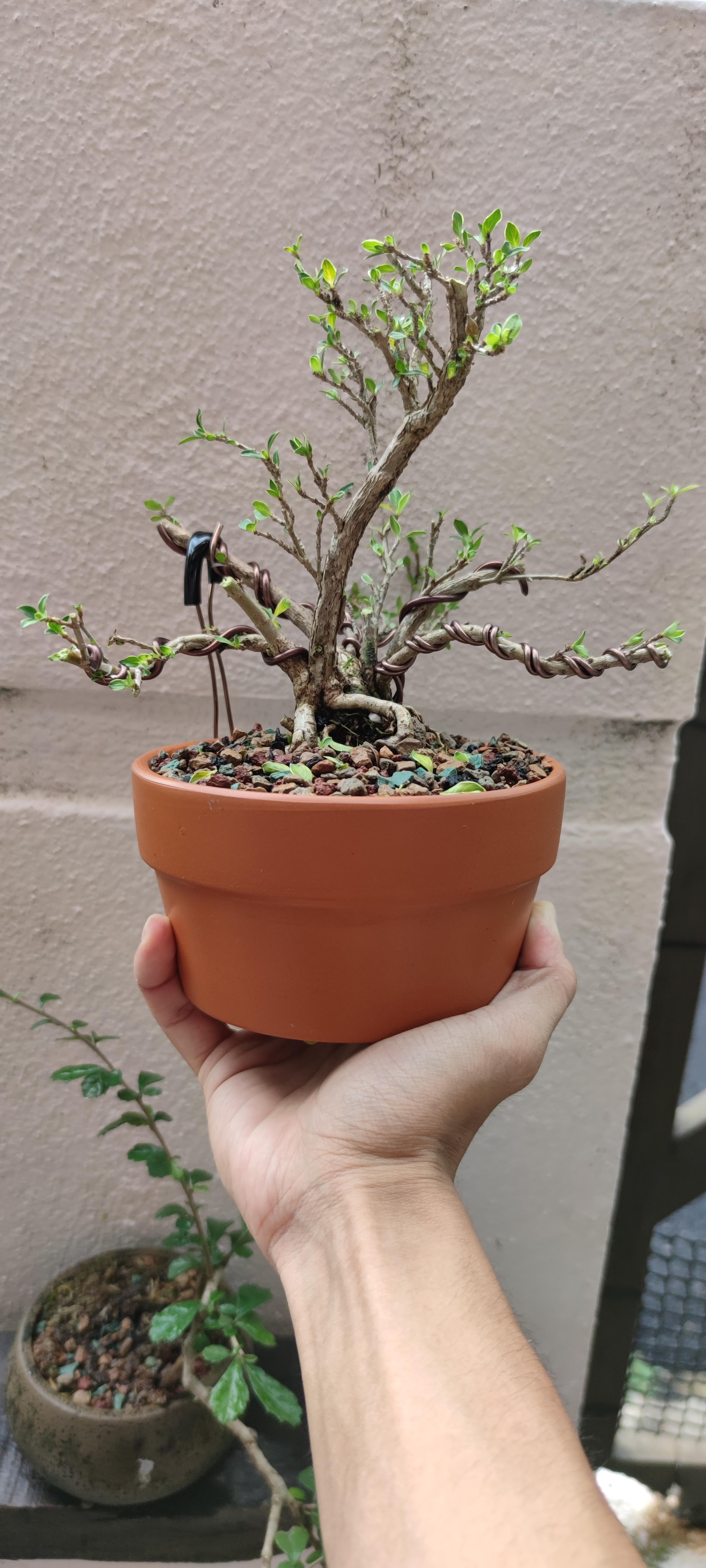 A bit of pruning and wiring later, here's my serissa! (Wondering if I