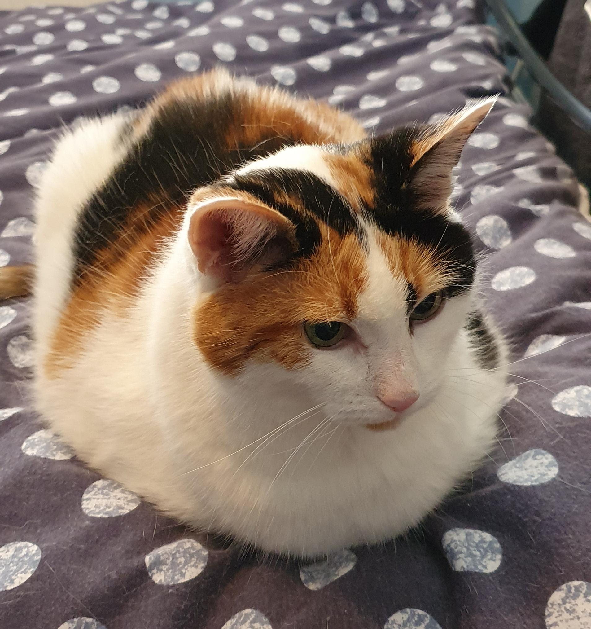 A nicely toasted cat loaf r/Catloaf