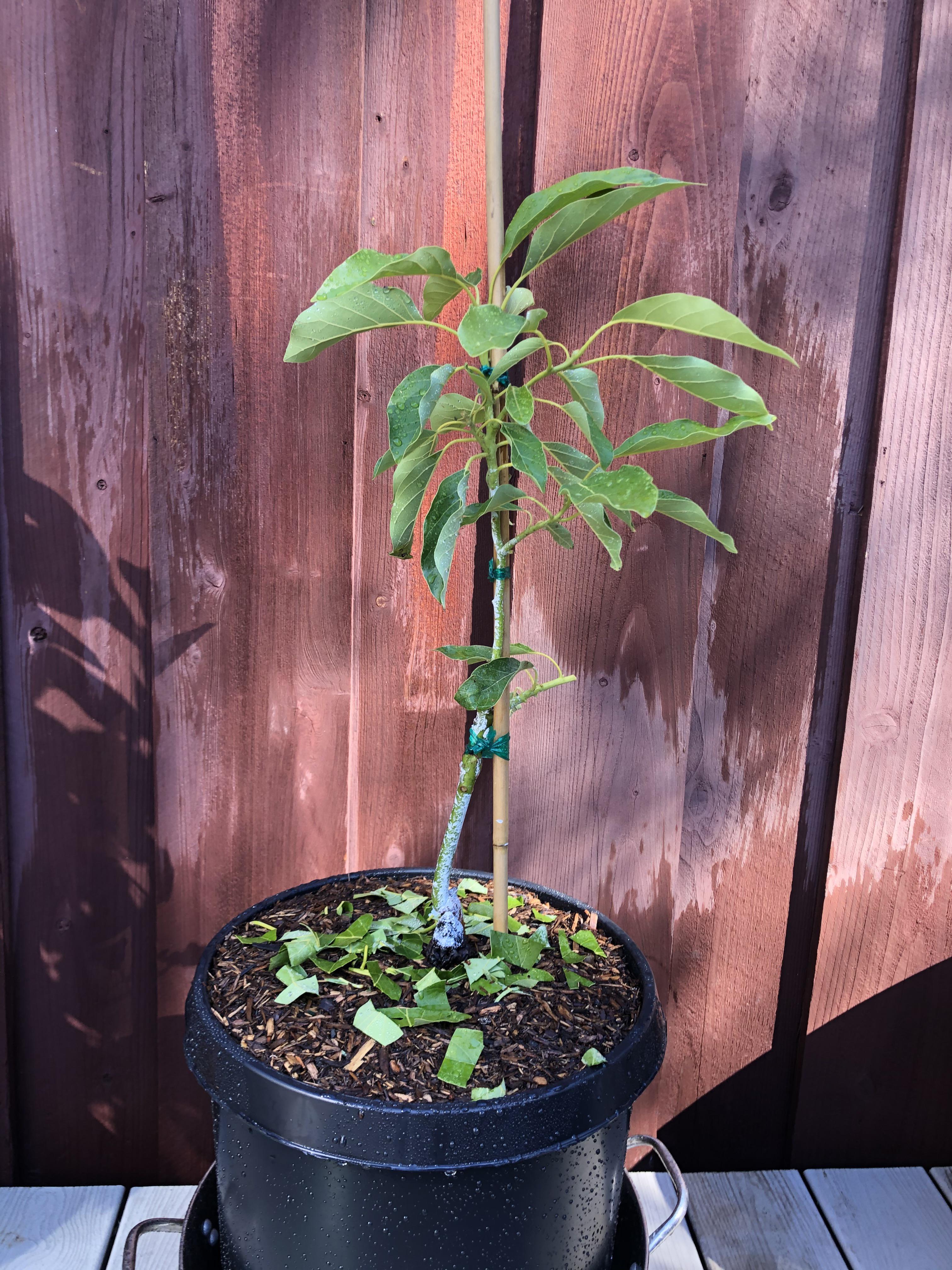 Today I found and bought a GEM Avocado tree. This variety is thought to