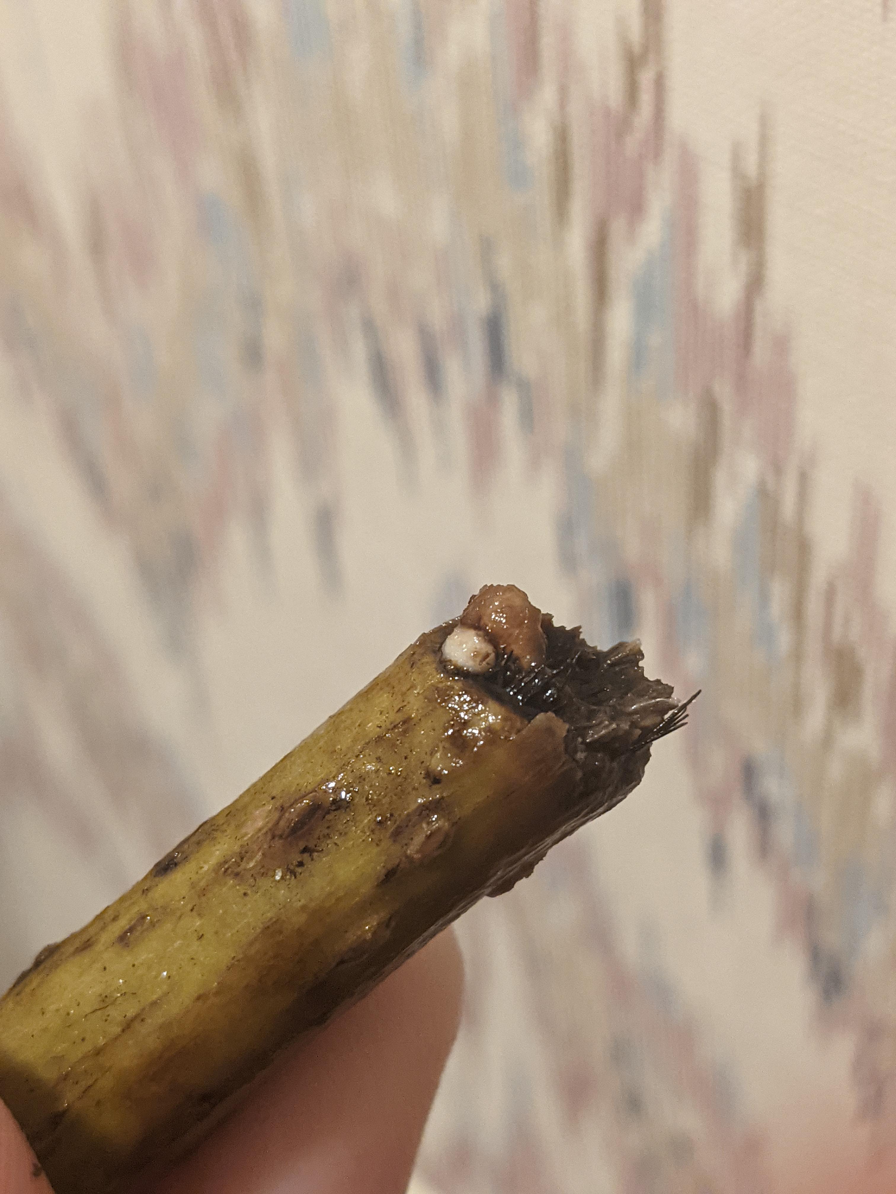 This is the Kigelia (african sausage) tree I've been trying to propagate and I did a check up on