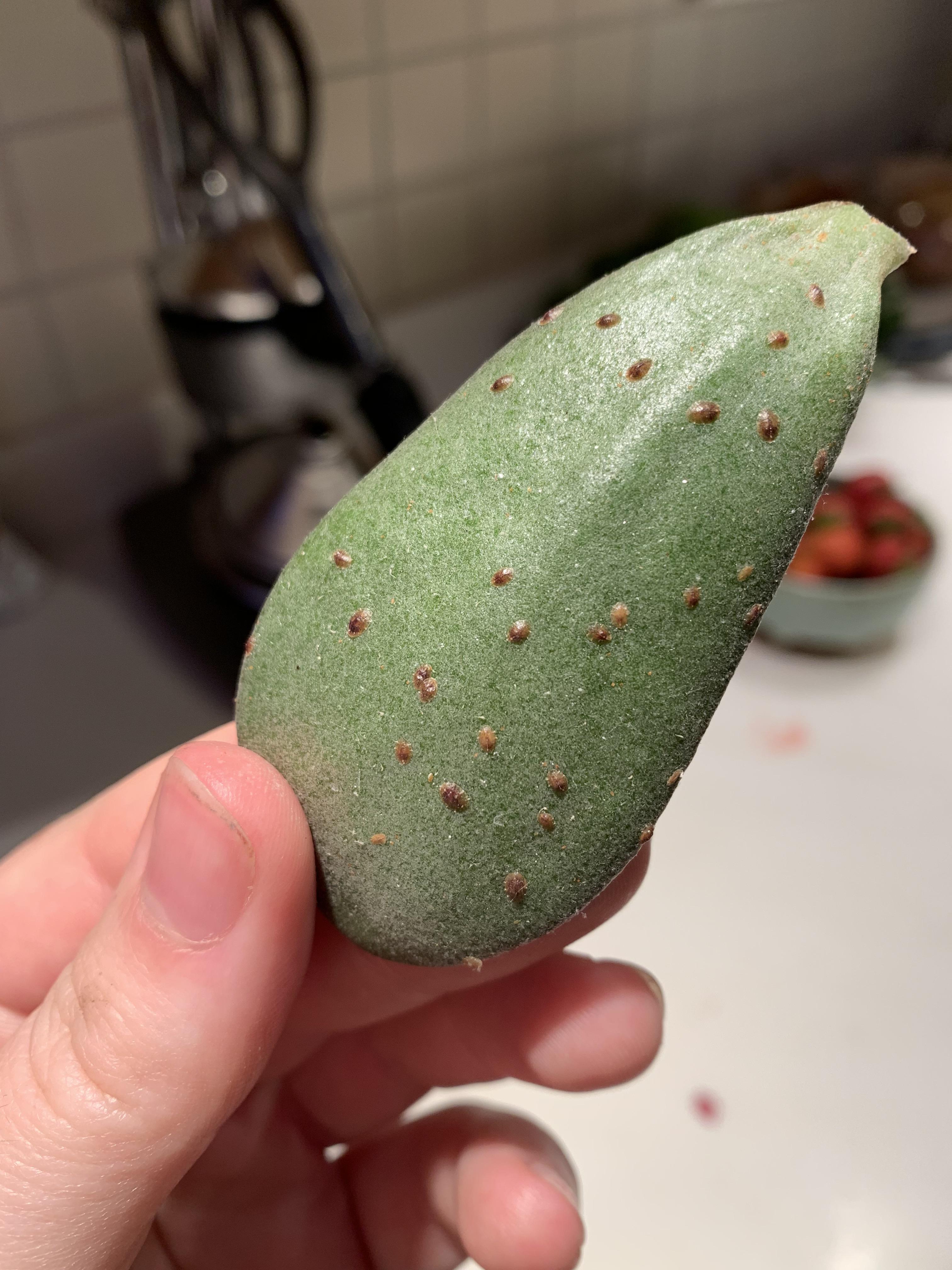 What kind of bug is this on my jade plant? And how to treat?? 😩