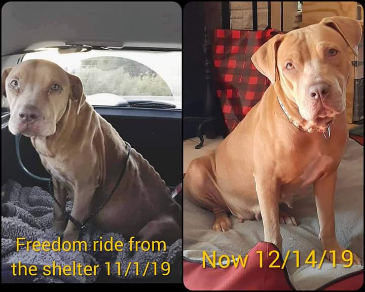 Velveteen (our foster), rescued 2 hours before her death