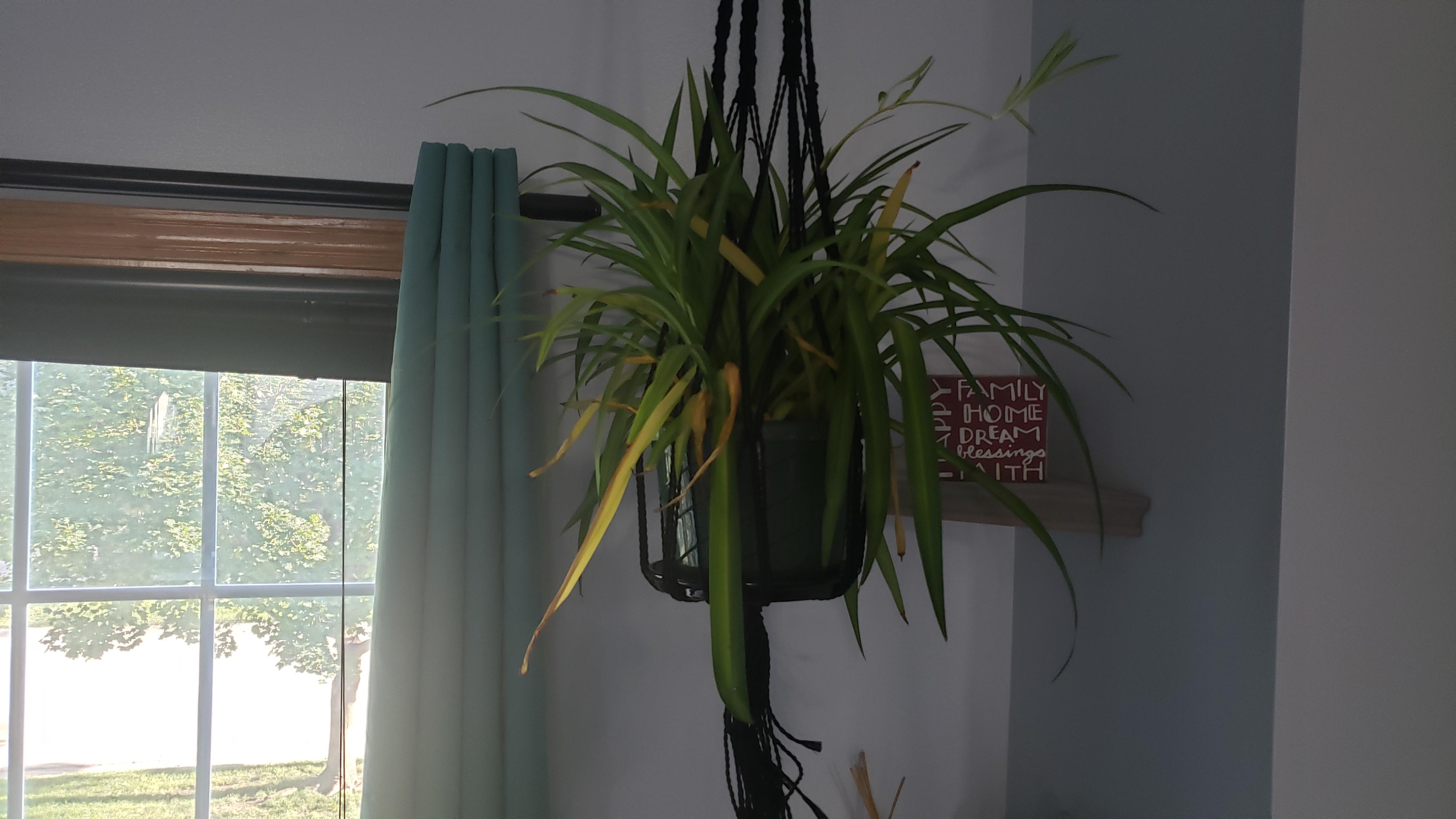 I've had my 1st spider plant for about 3 weeks and it looked better
