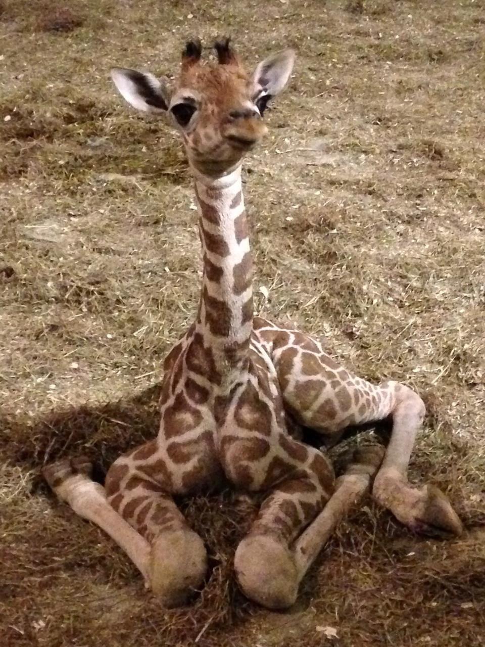 Cute Baby Giraffe Pictures