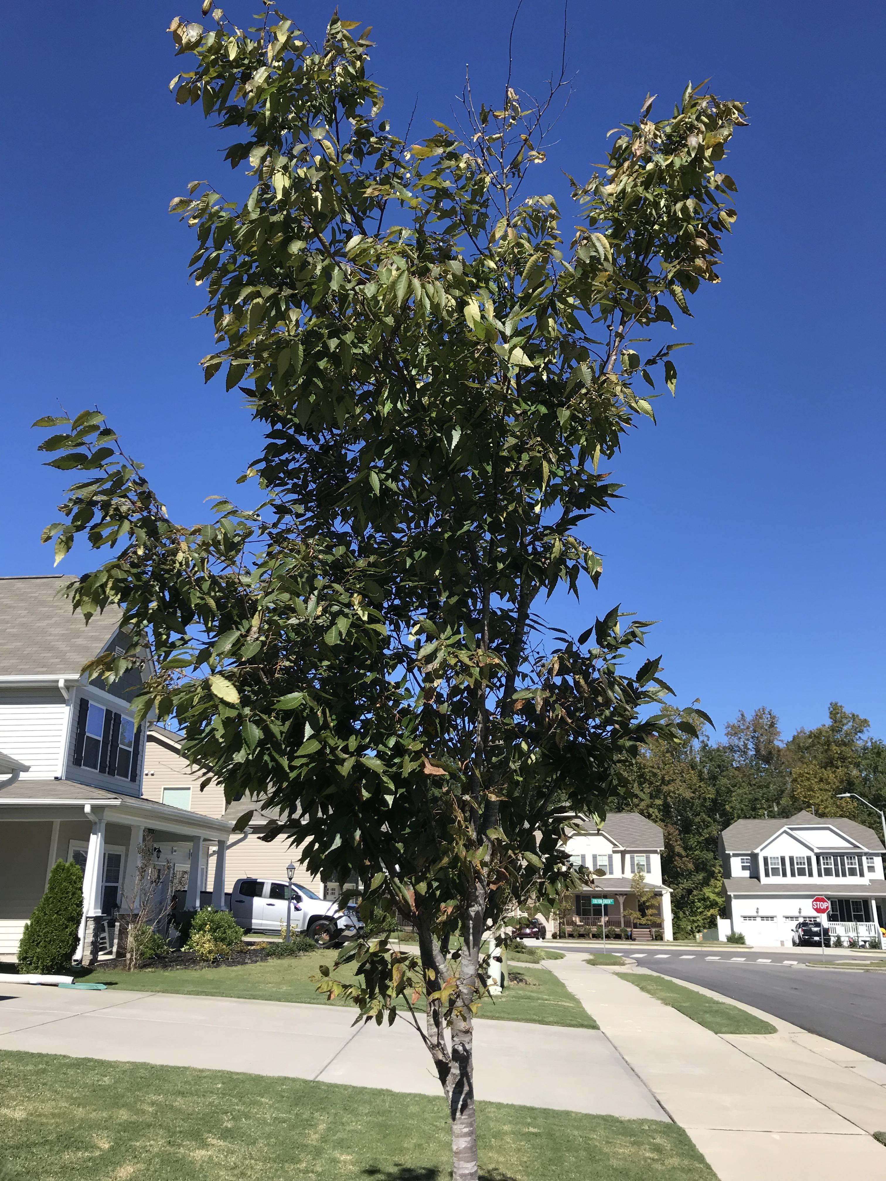Raleigh, NC tree r/whatsthisplant