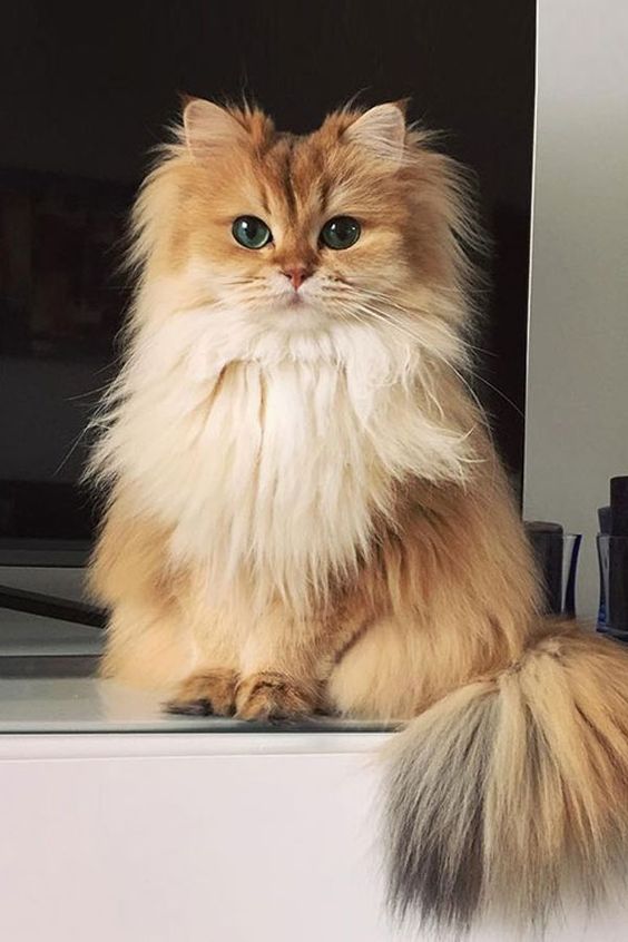 British Longhair Cat Breeds r/aww