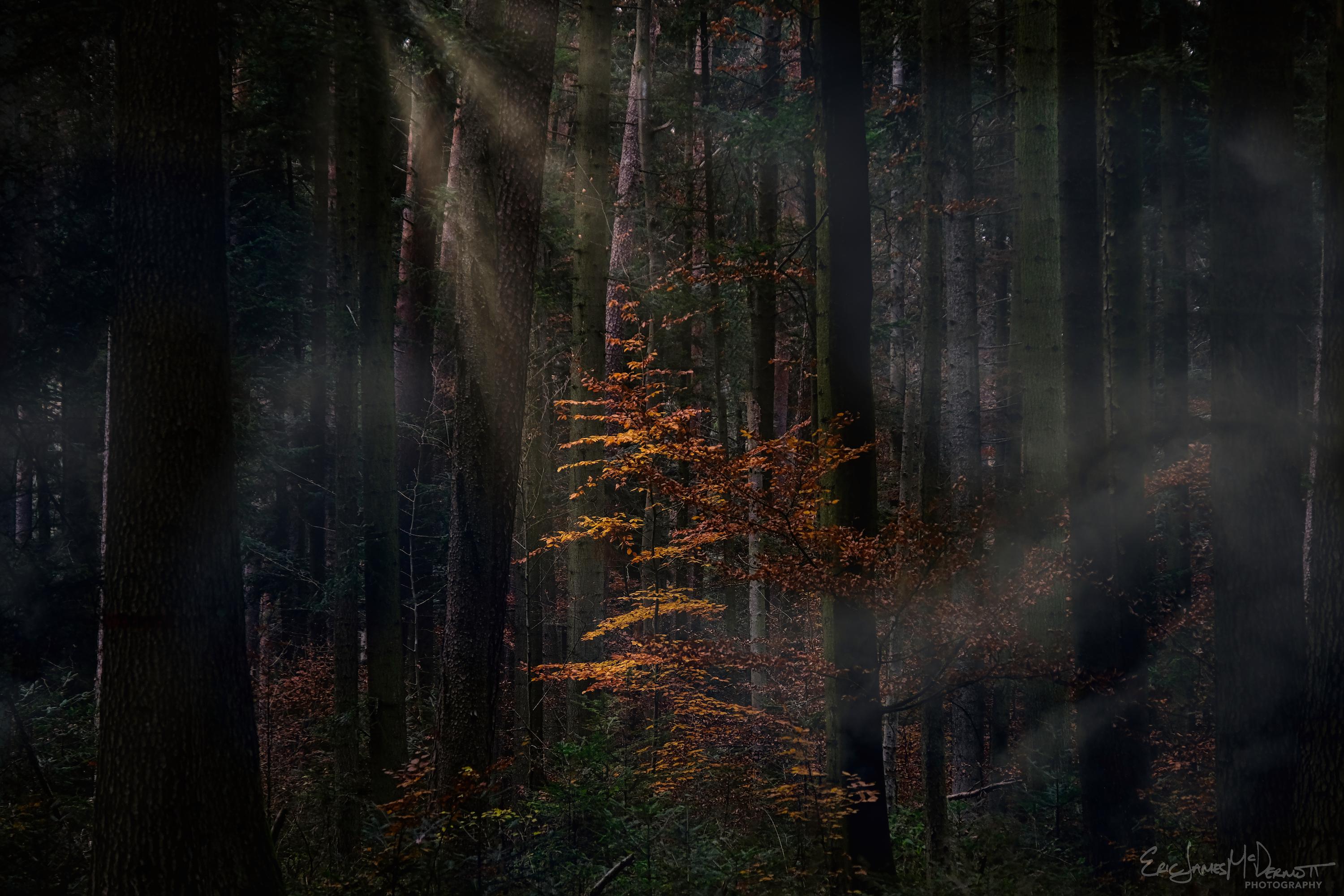 Magical Light in The Black Forest, Germany [3000x2000][OC] r/EarthPorn