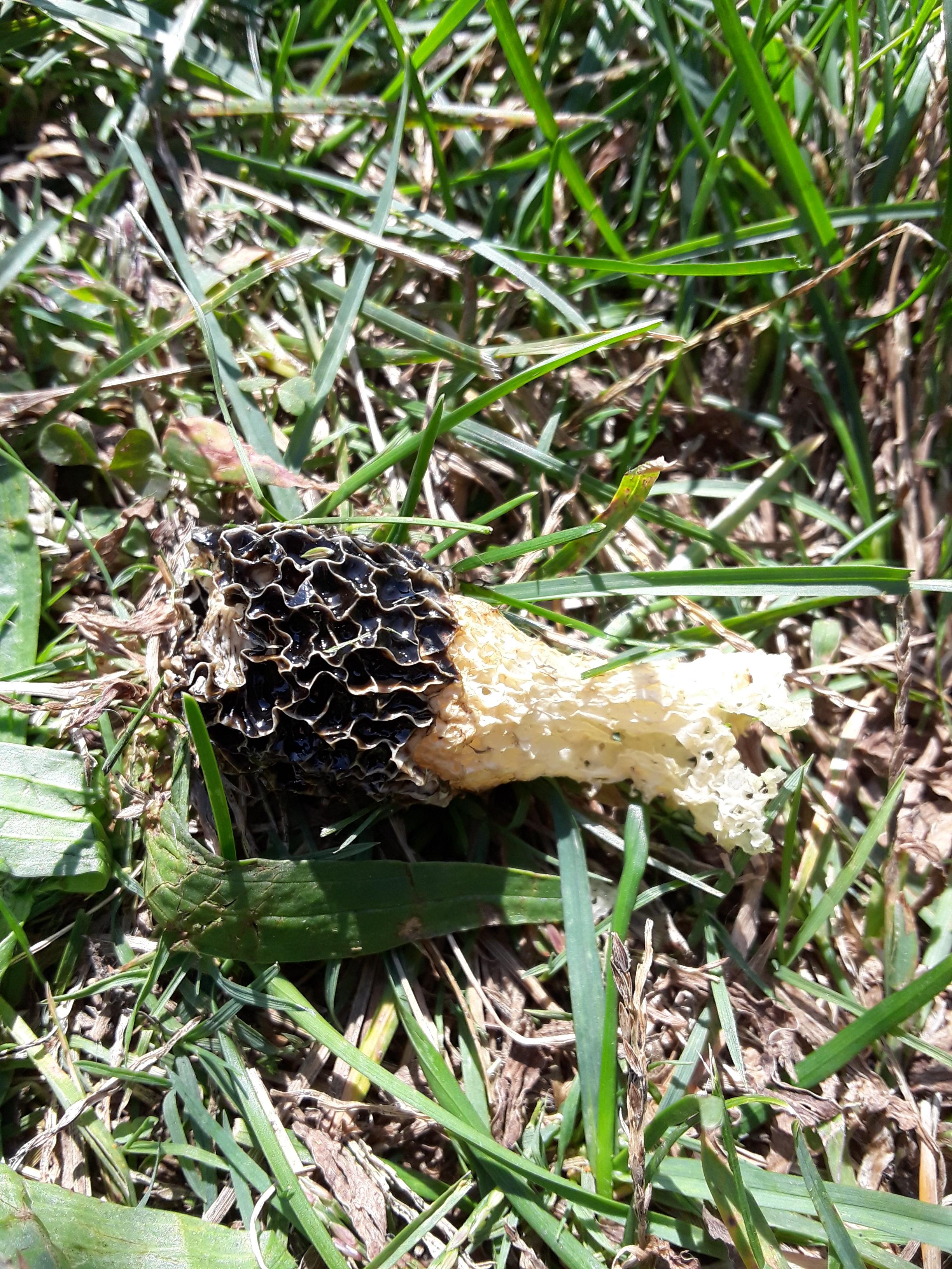 Do Morel mushrooms grow in the fall? Found this today while weed