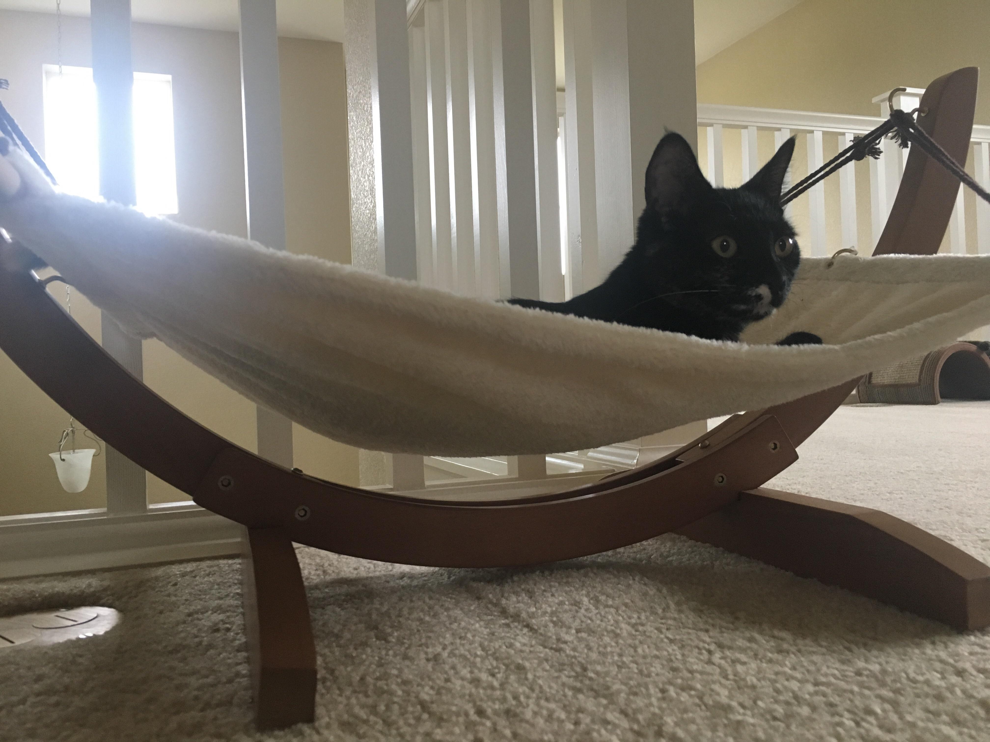 We Got Our Cats a Hammock! r/cats