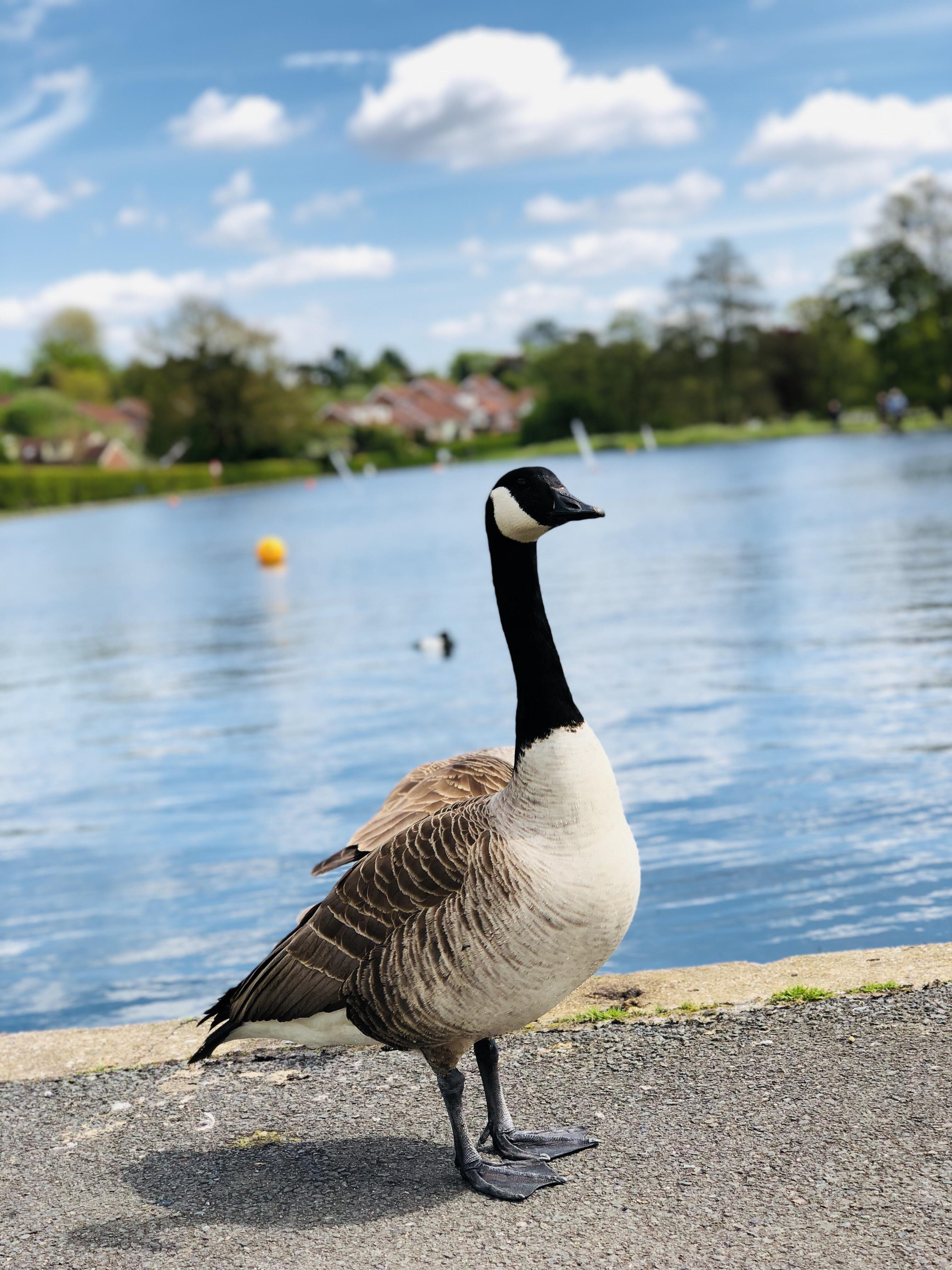 Goose from Birmingham, England. r/geese
