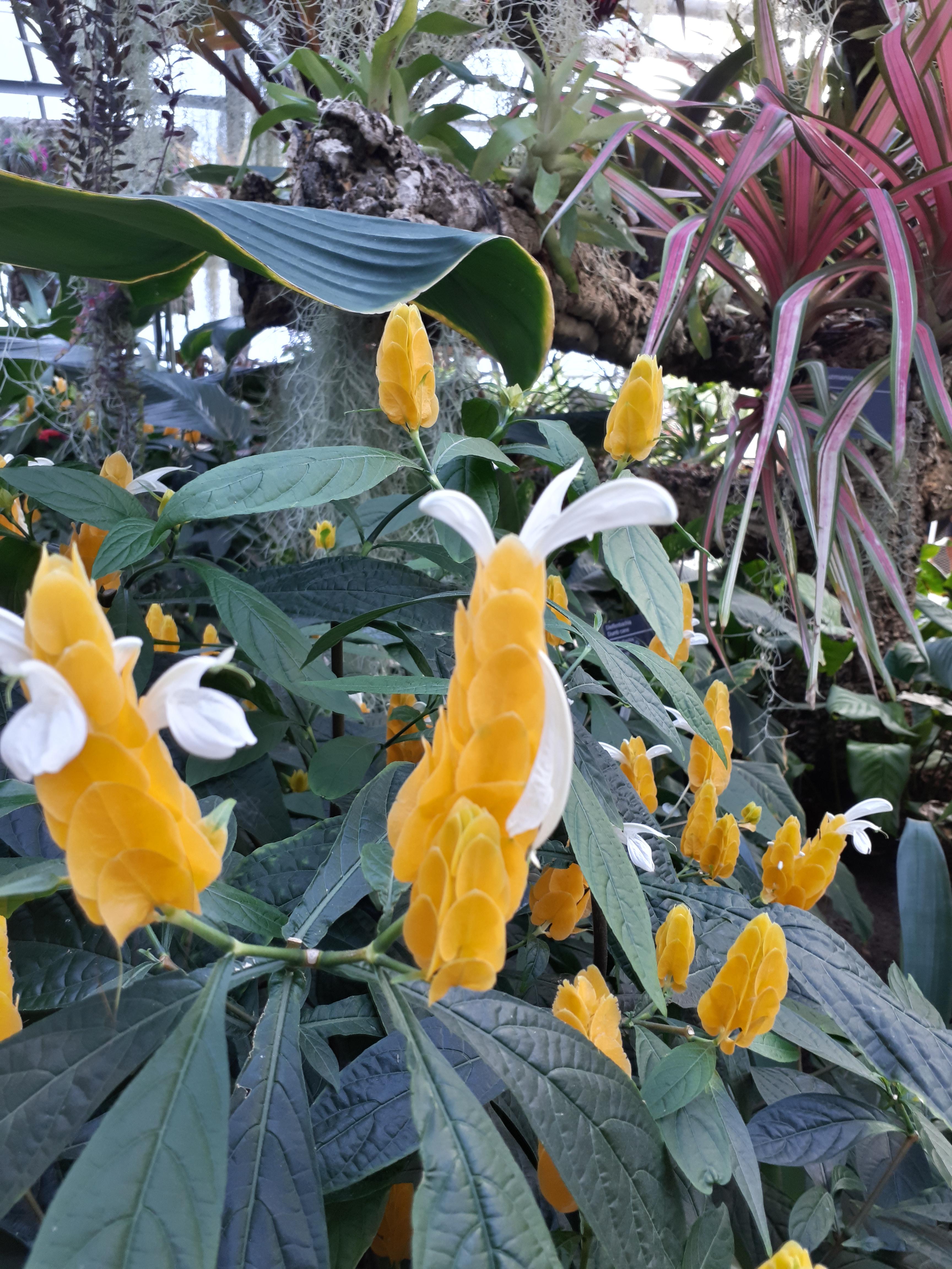 Montreal botanical gardens r/whatsthisplant