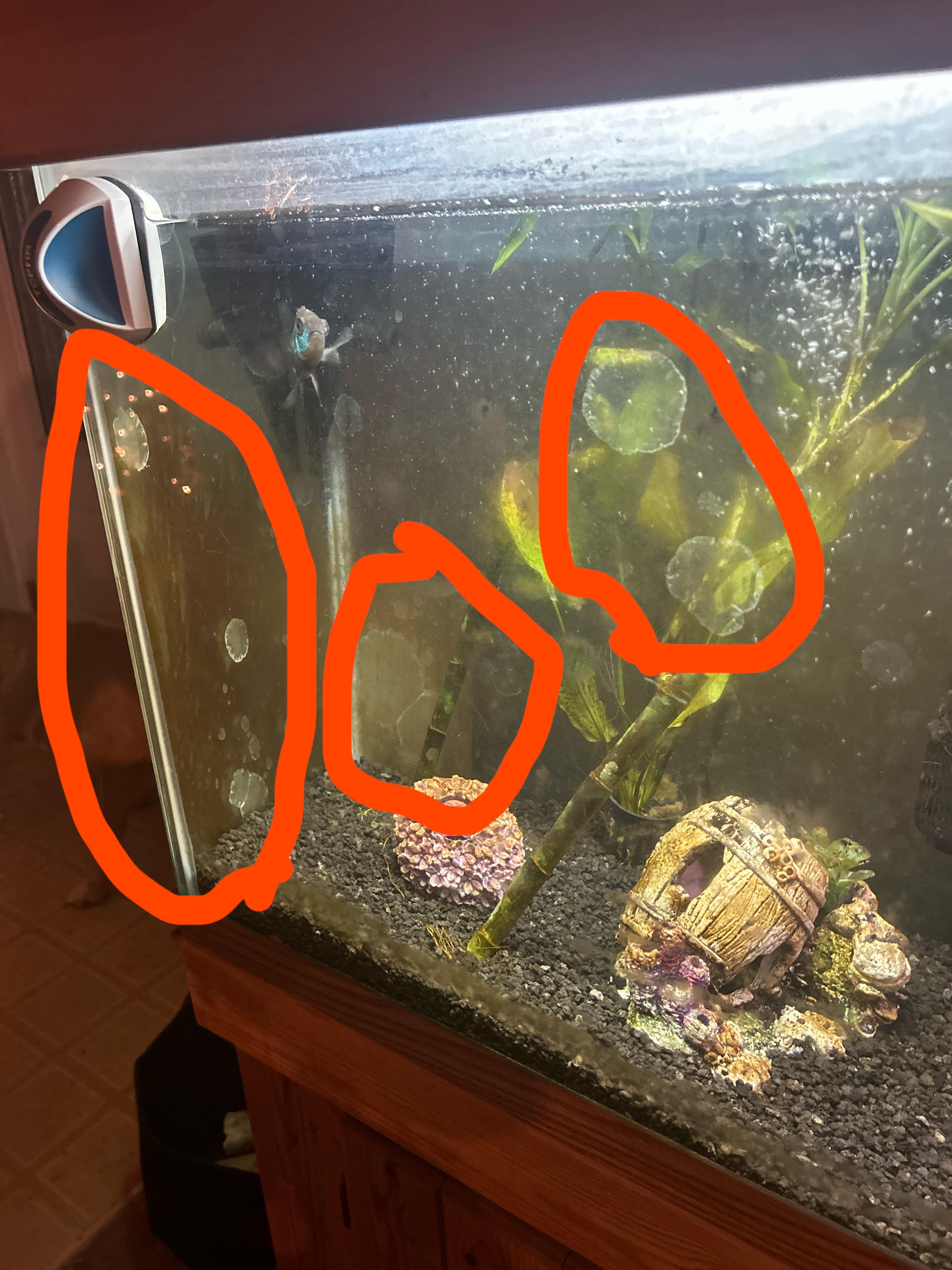 White spots on aquarium r/PlantedTank