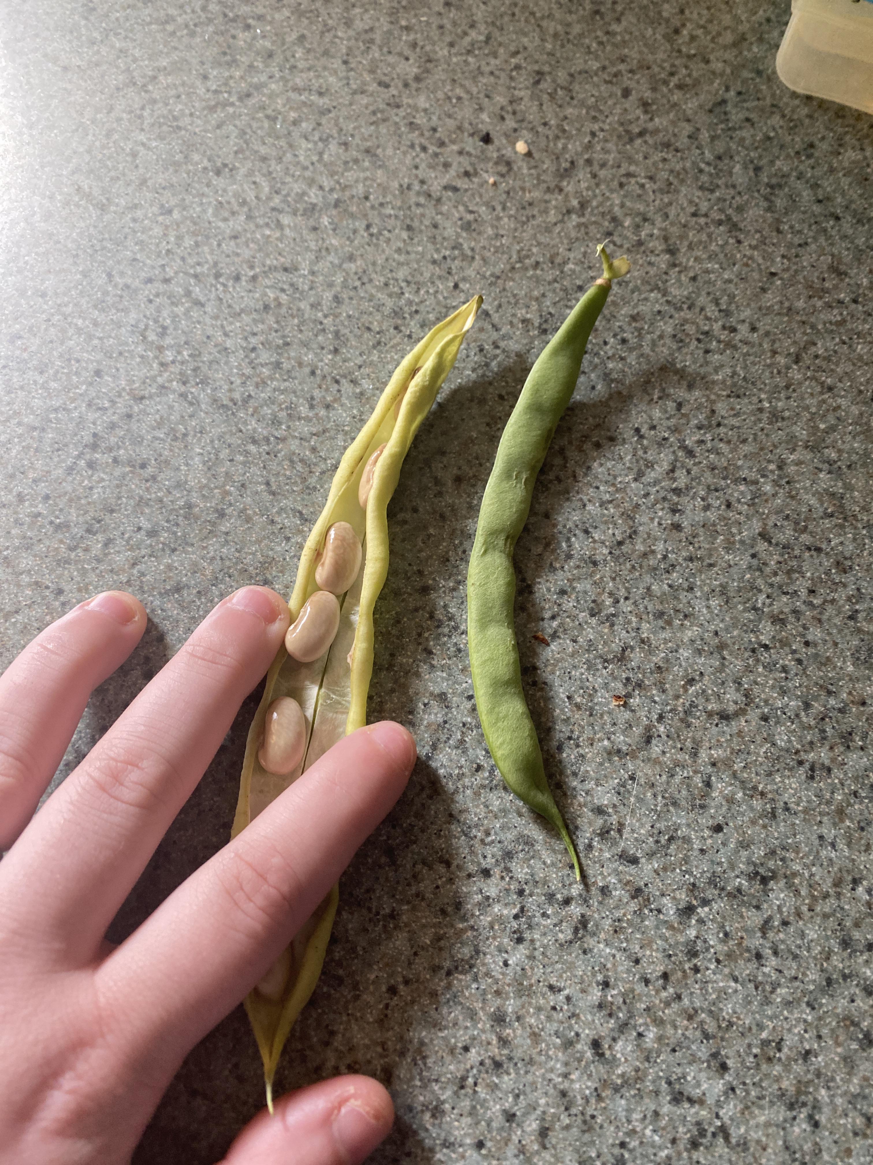 The hell did I grow? I thought they were green beans, and maybe they