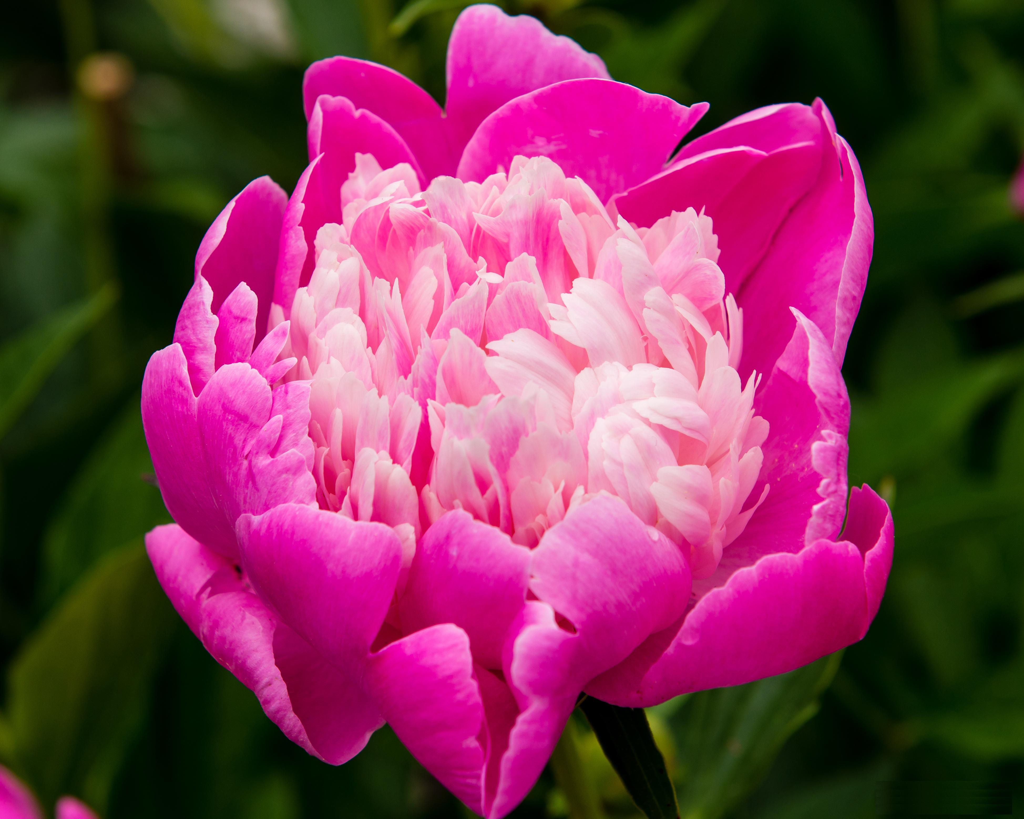 It's peony season here in Michigan! r/gardening