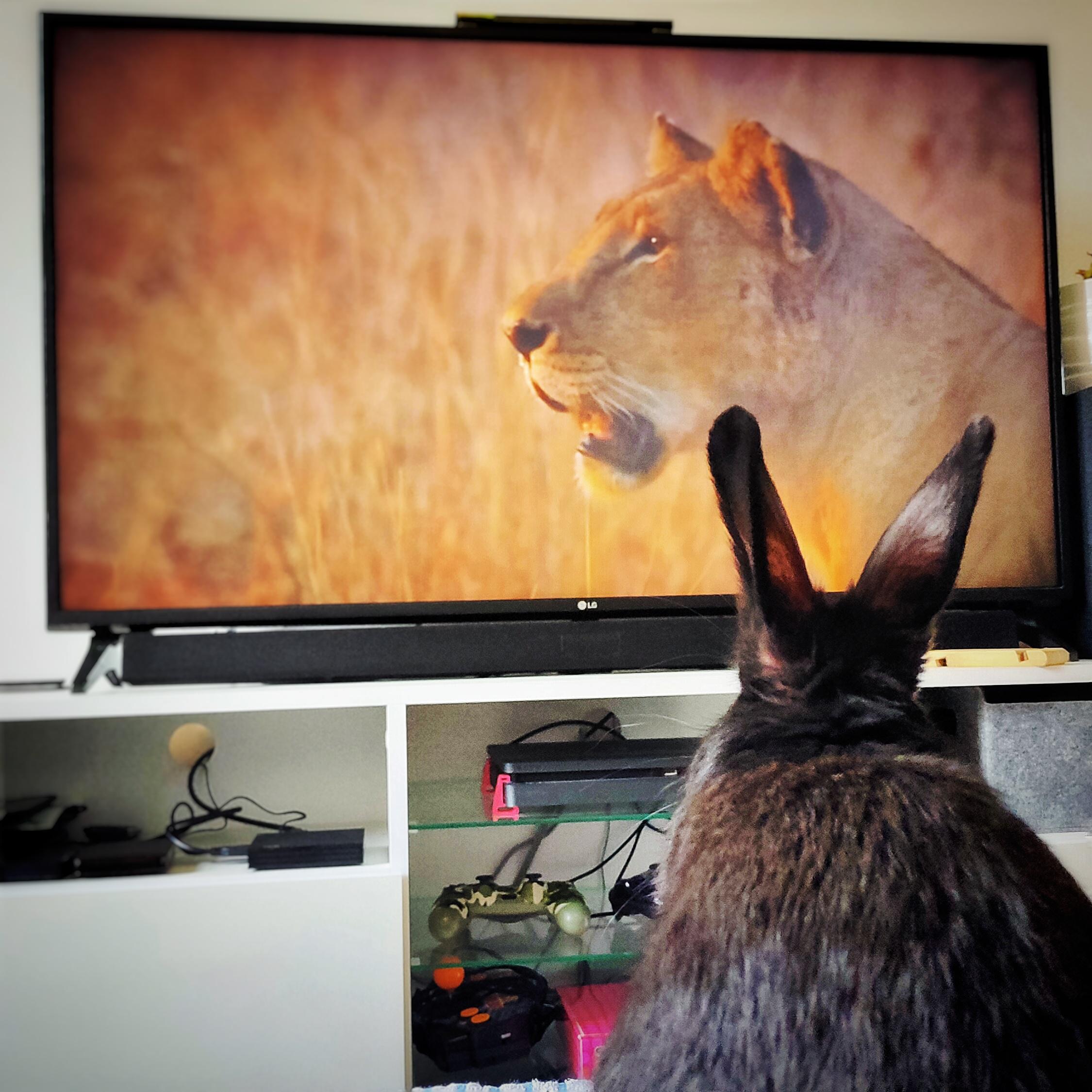 Our rabbit is researching how to avoid predators. I think he's