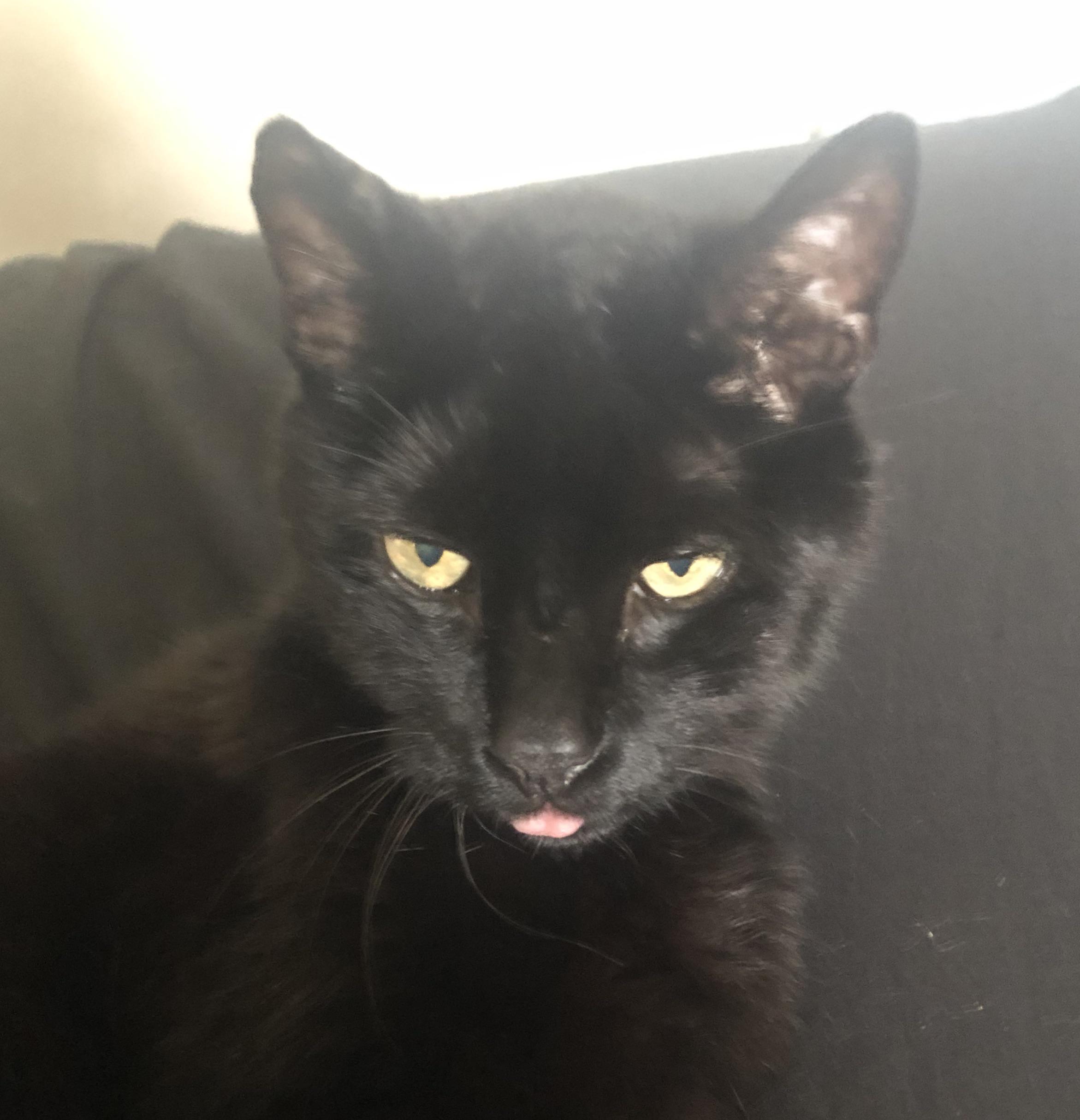 Does anyone else with an older cat (mines 14) get little old man