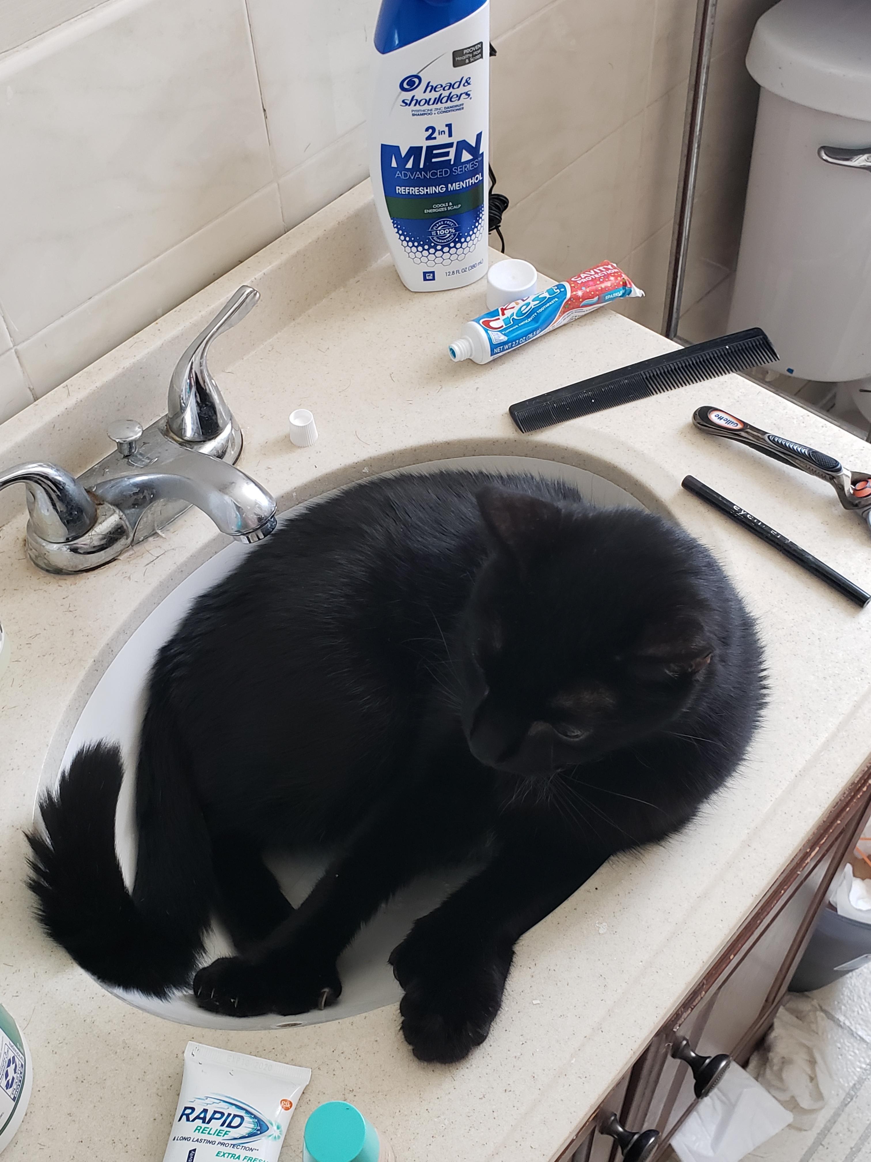 Look at my dumb cat laying in the sink u/march3258