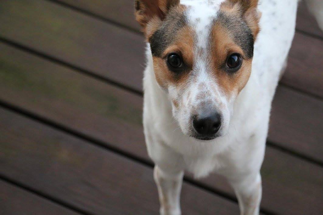 pozie Queensland Heeler Jack Russell Terrier Mix