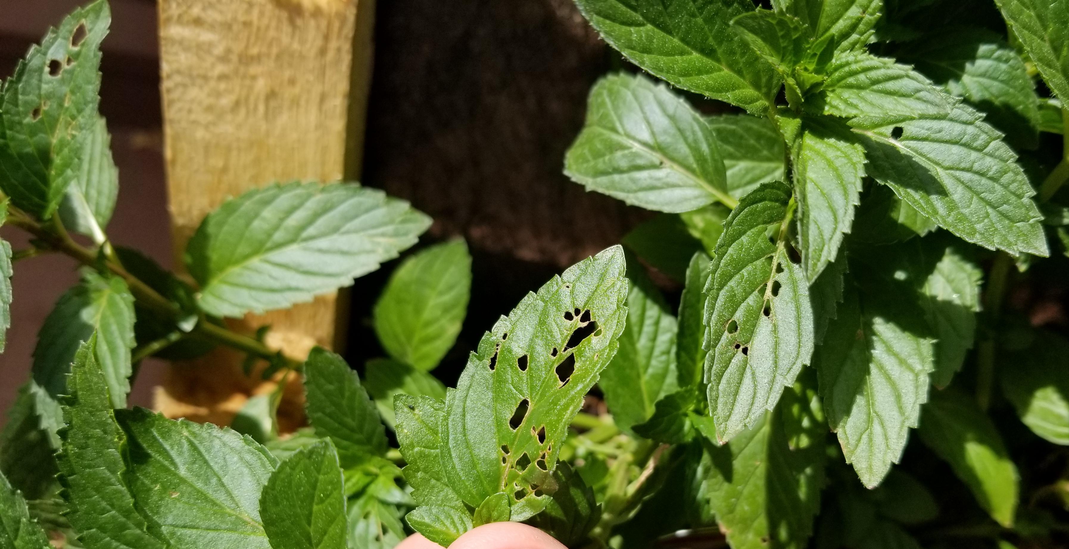 What is eating my mint? r/gardening