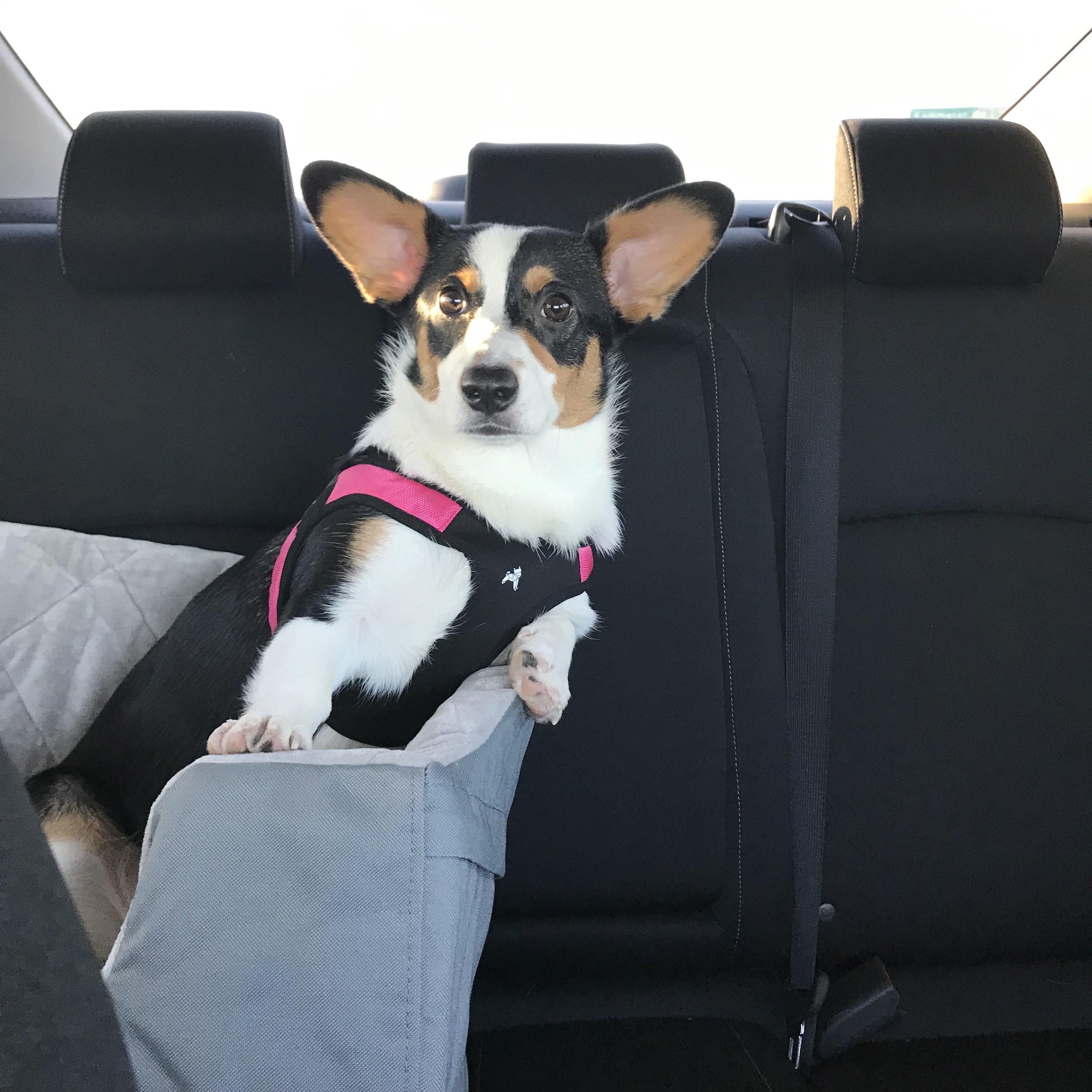 PsBattle This sitting inside a car seat.