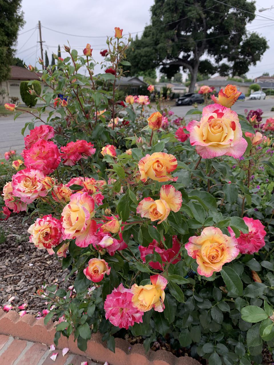 Yellow And Pink Roses Name