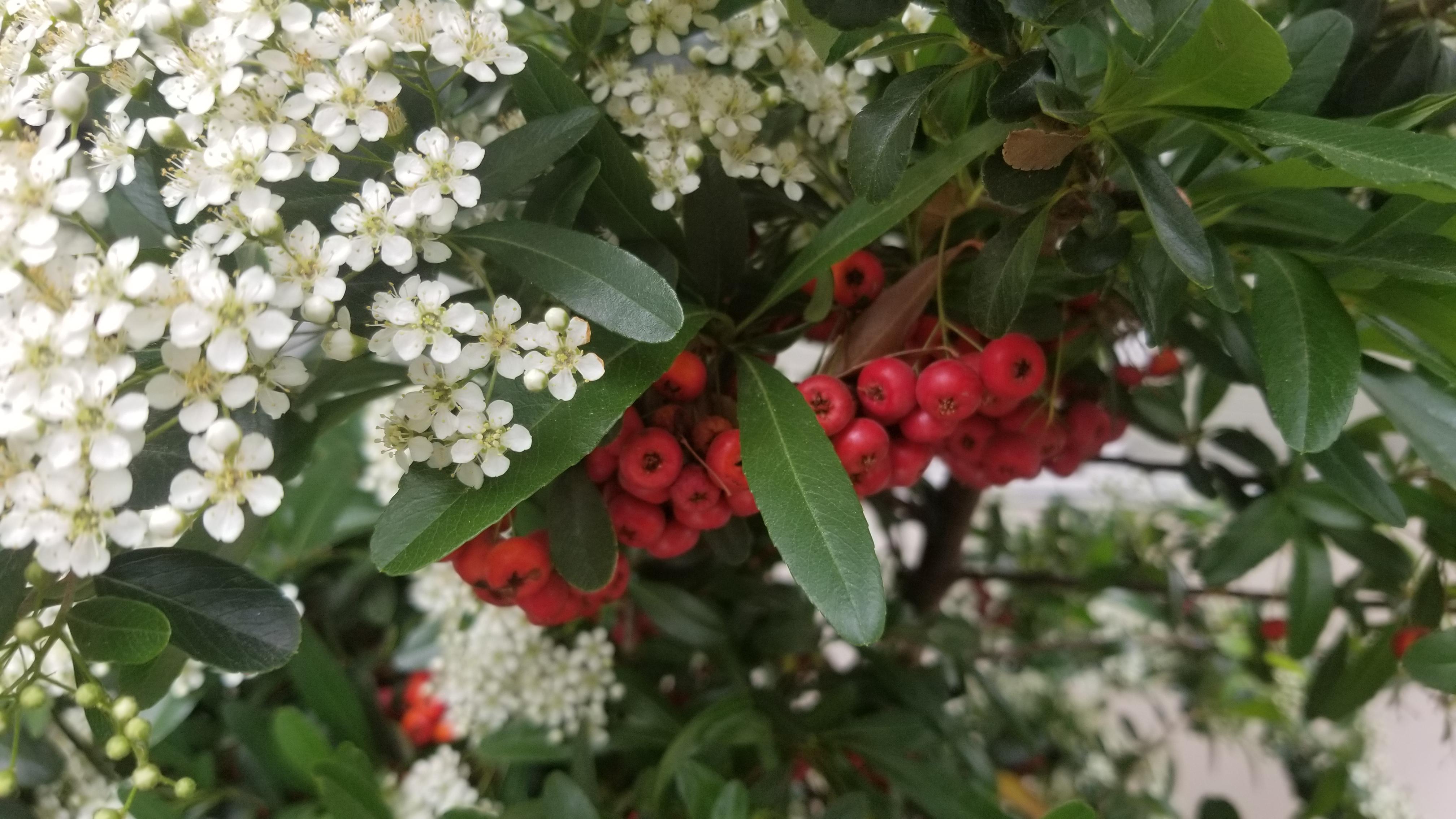 Can anyone name this plant? The flowers smell like a dead animal. r