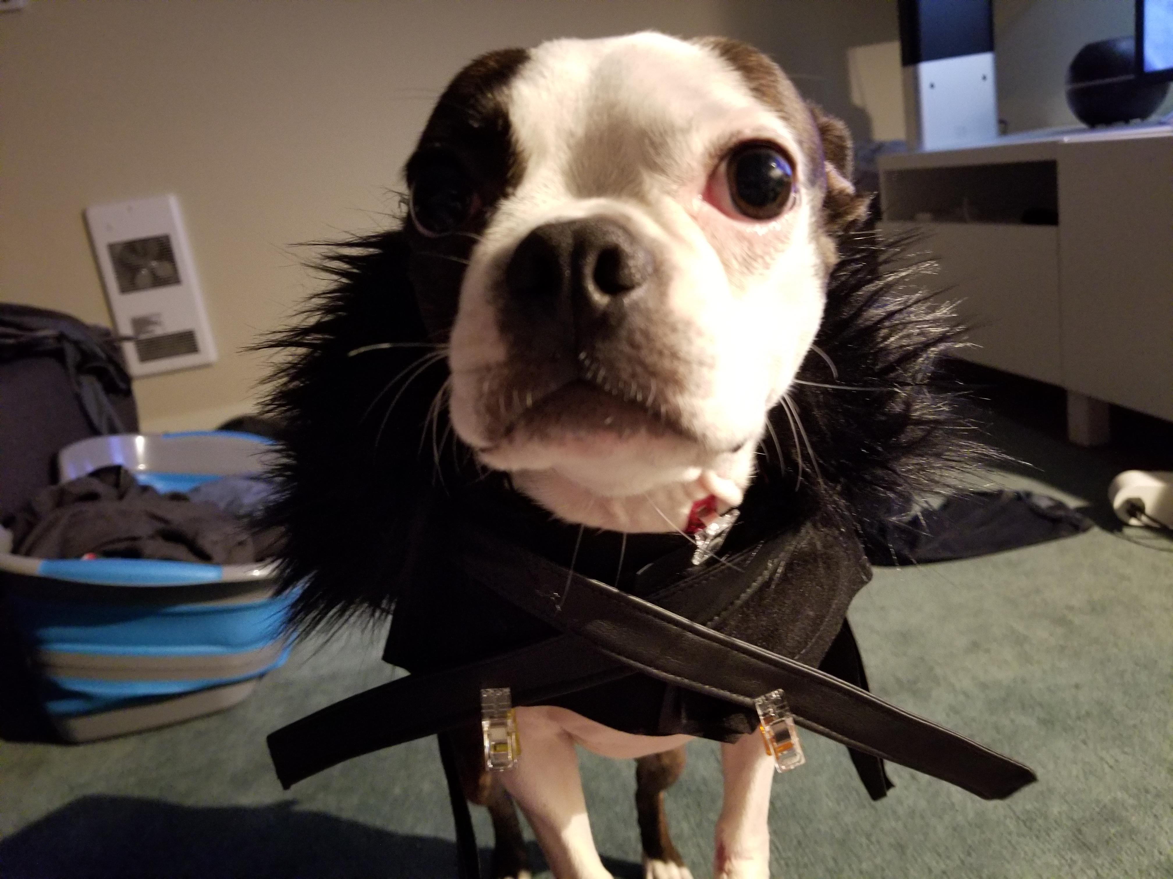 WIP Jon Snow costume for my dog Daisy. sewing