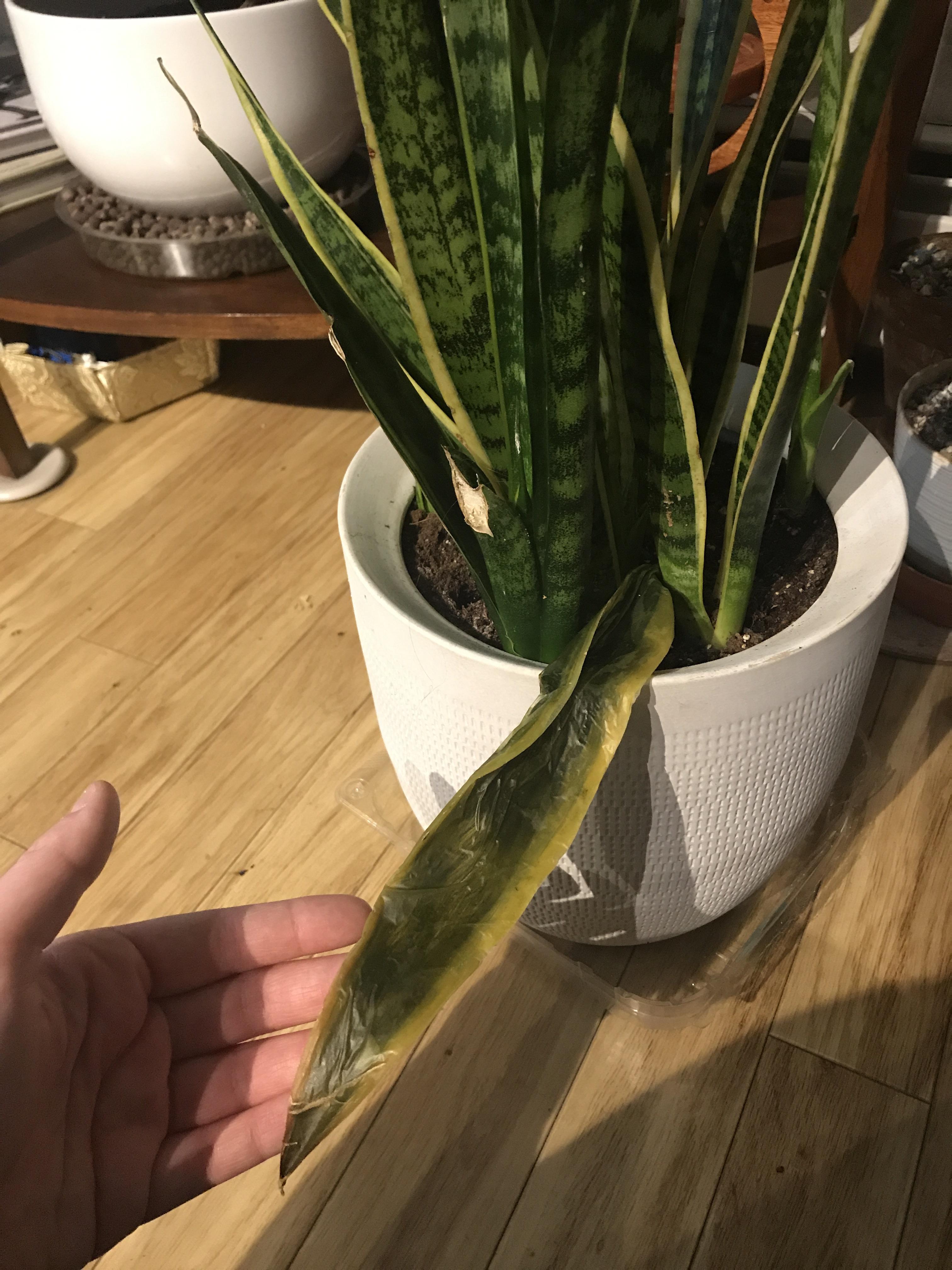 Rotten snake plant leaf. Leaf is in tact besides being jelly on the
