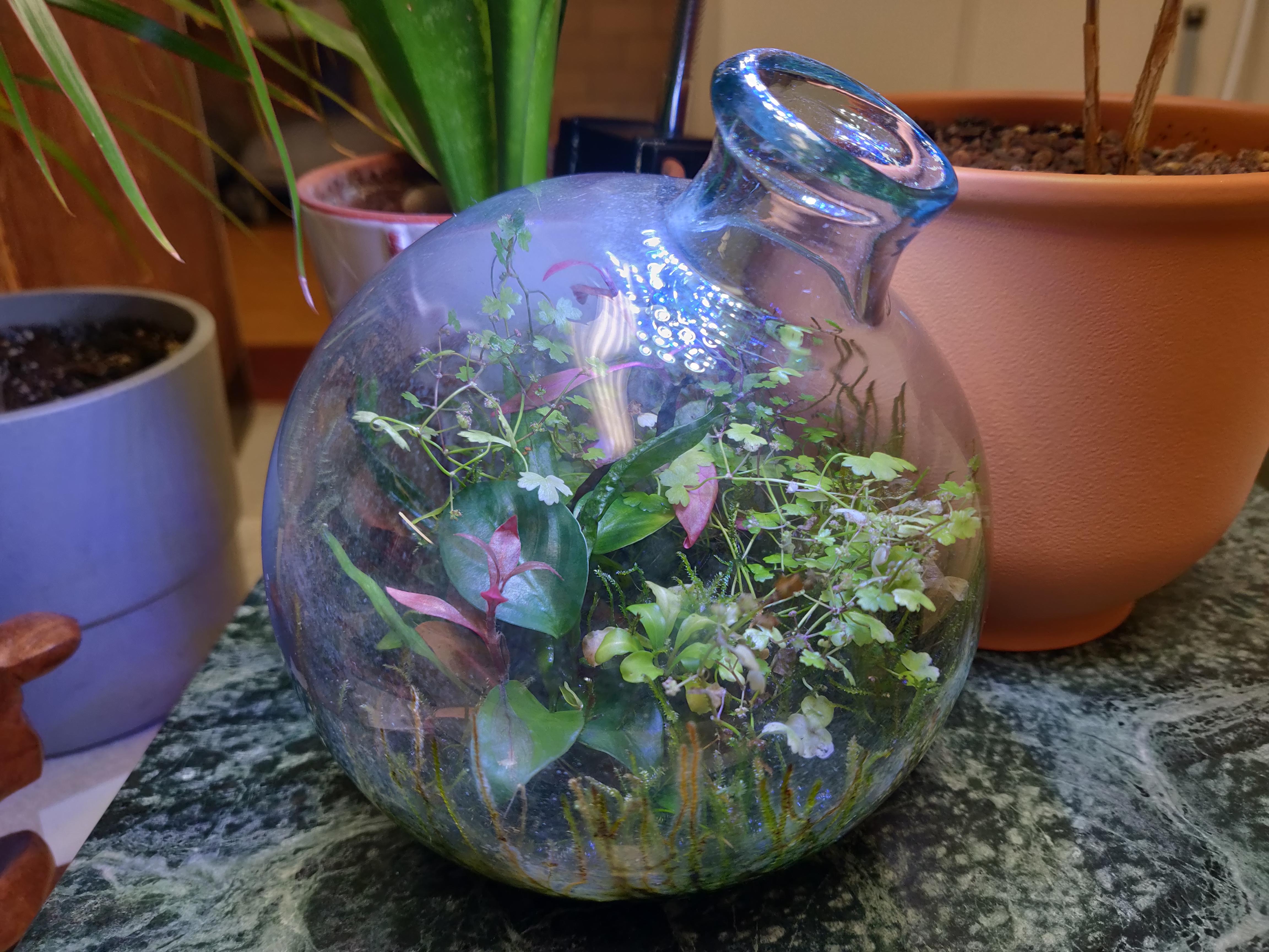 1yr Update Aquatic Plant Terrarium r/terrariums