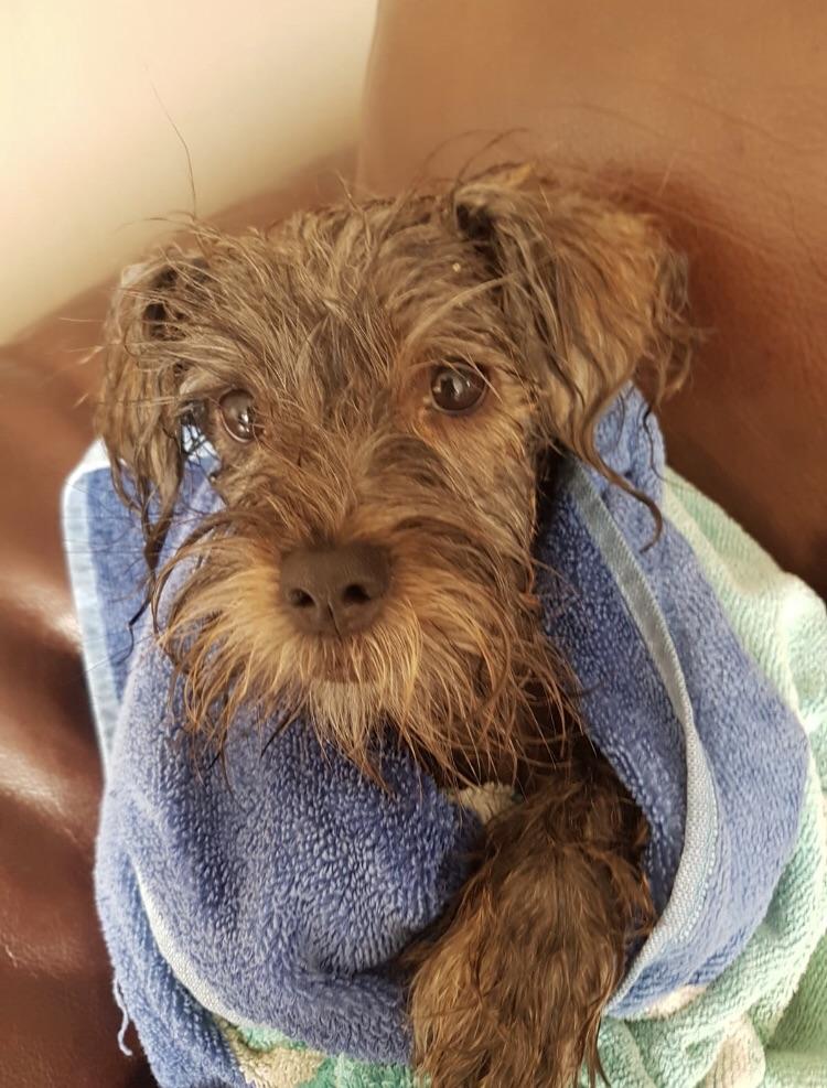 Just washed my dog r/aww