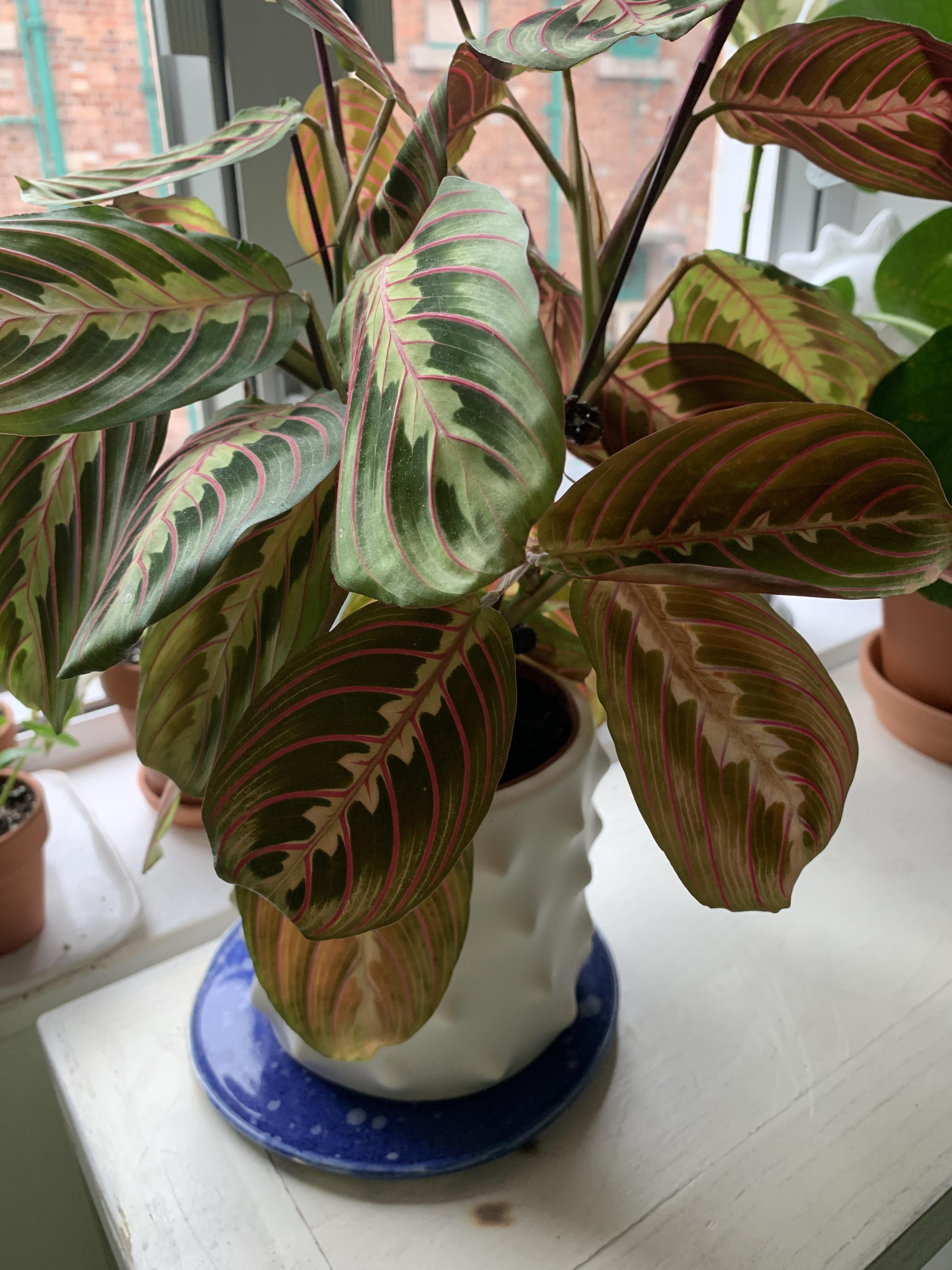 My prayer plant leaves are turning translucent? Is it dying? r/plantclinic