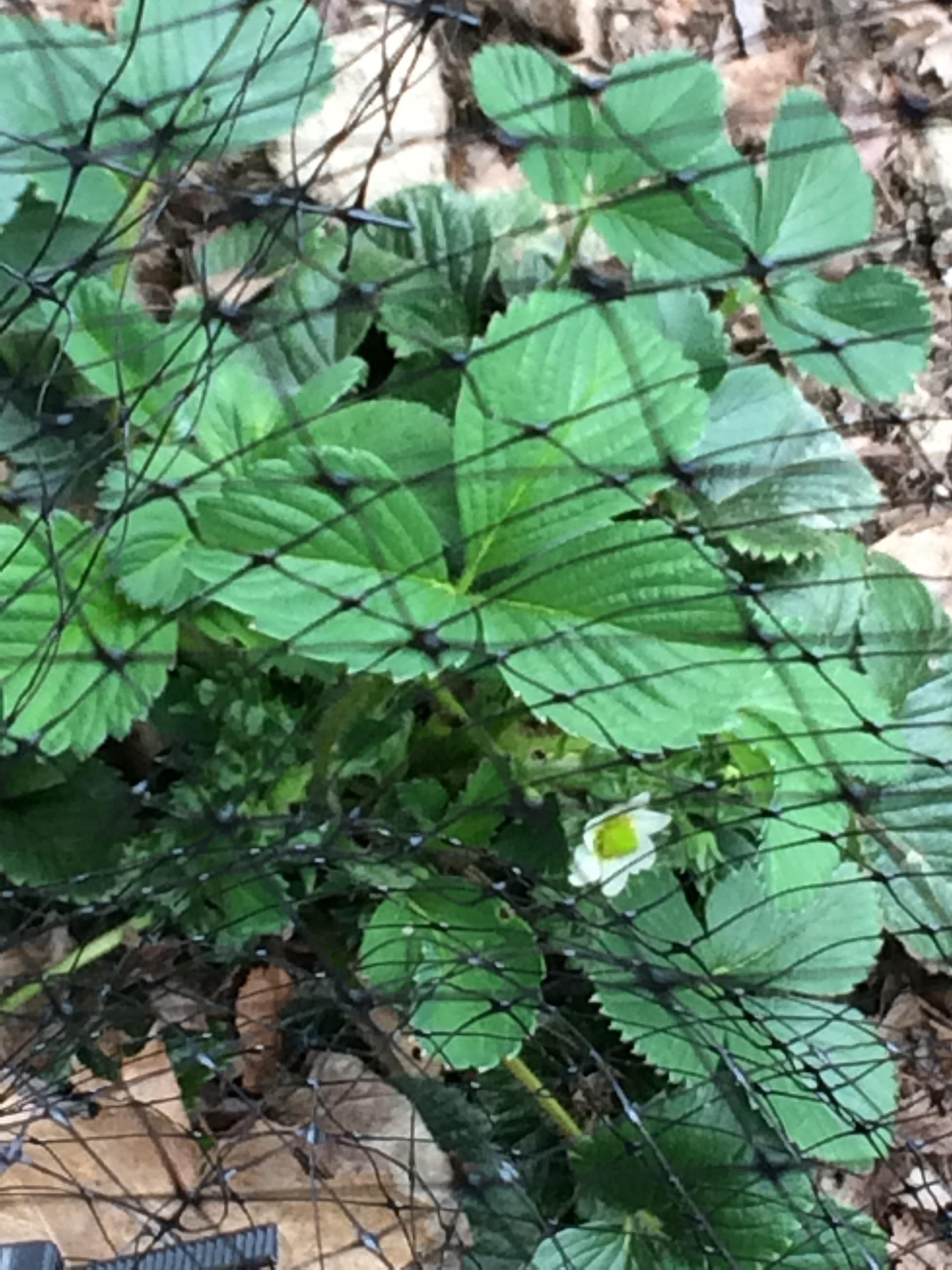 Do I need to hand pollinate strawberries? There aren't any bees out and