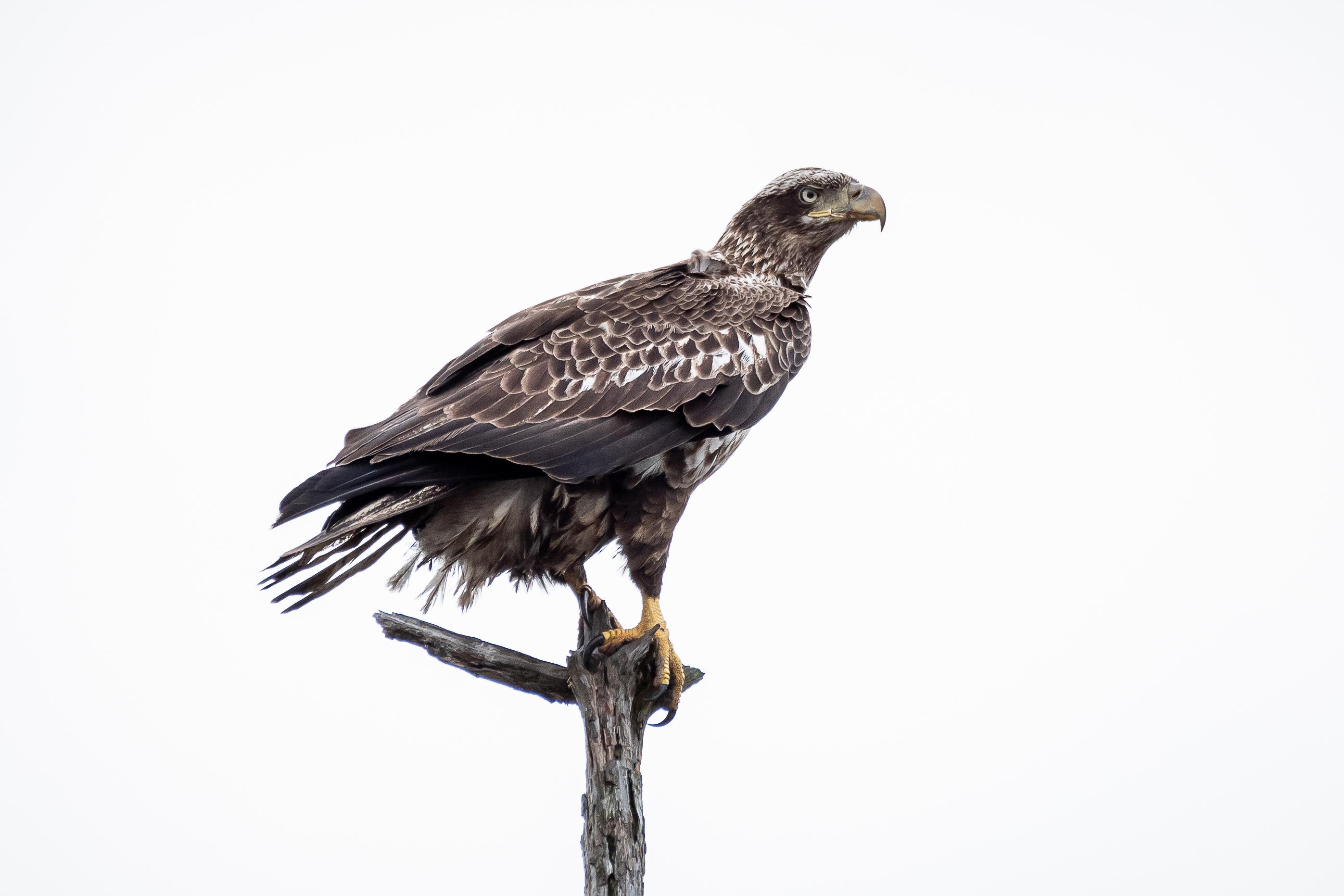 Juvenile Bald Eagle North Carolina r/birdsofprey