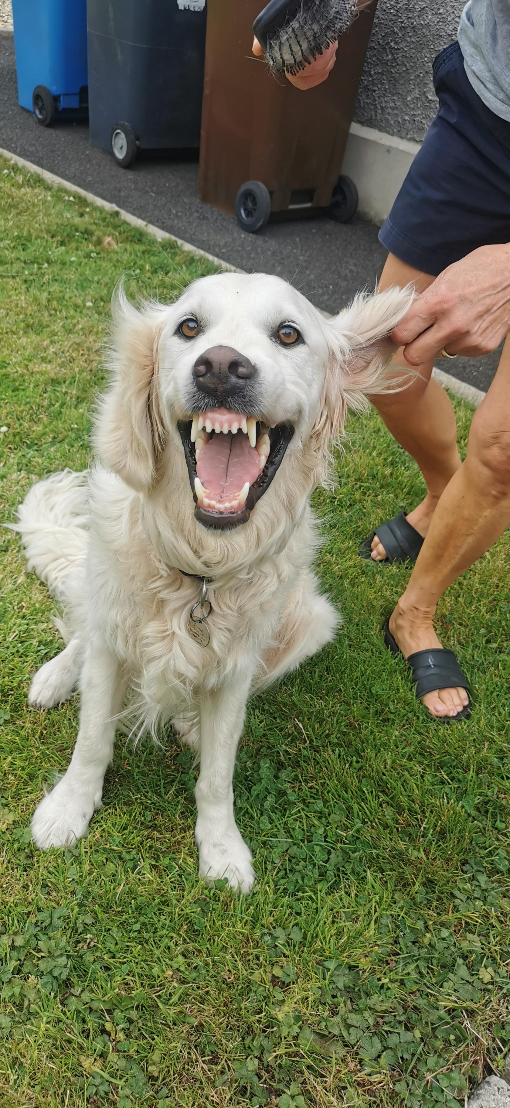 PsBattle A dog getting their hair brushed