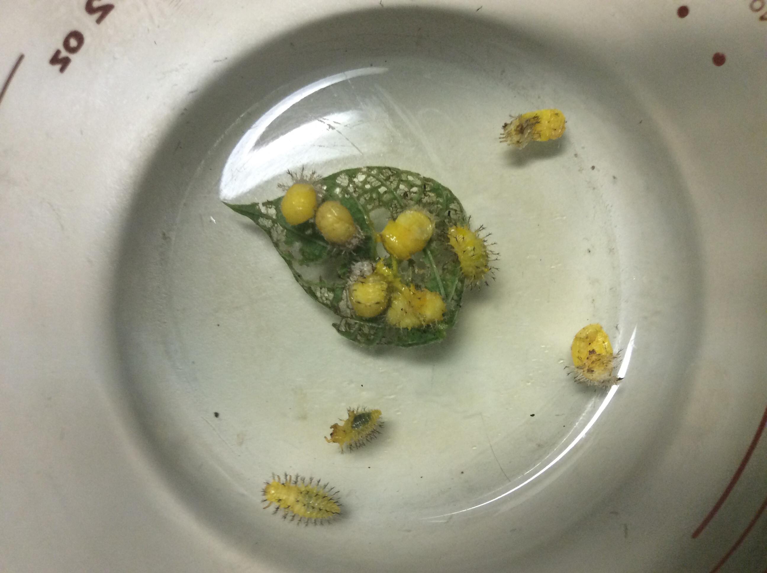 What are these larvae eating my bean plants? Are they harmful to my