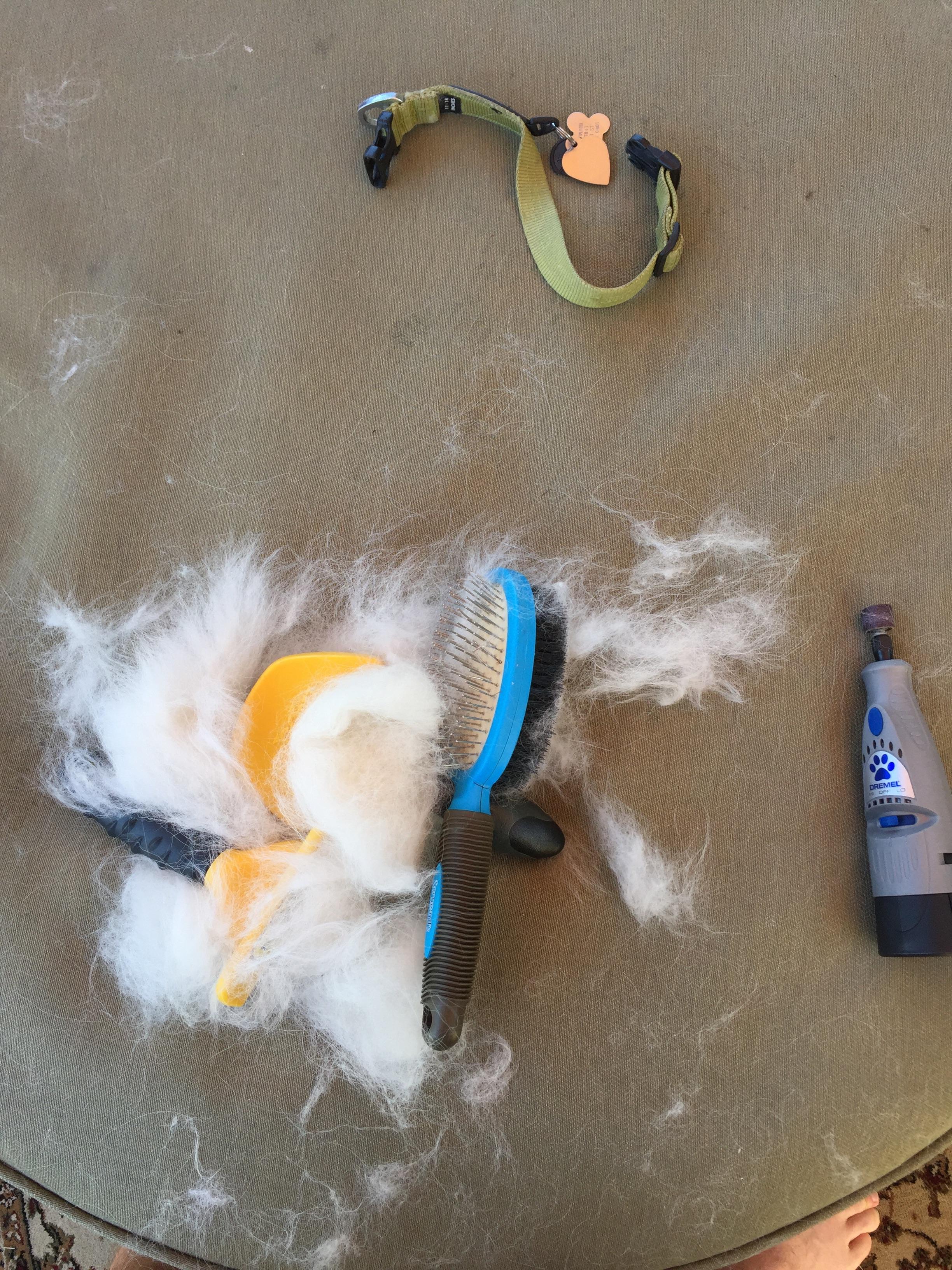 Pro Tip brush your American Eskimo outside. r/americaneskimo