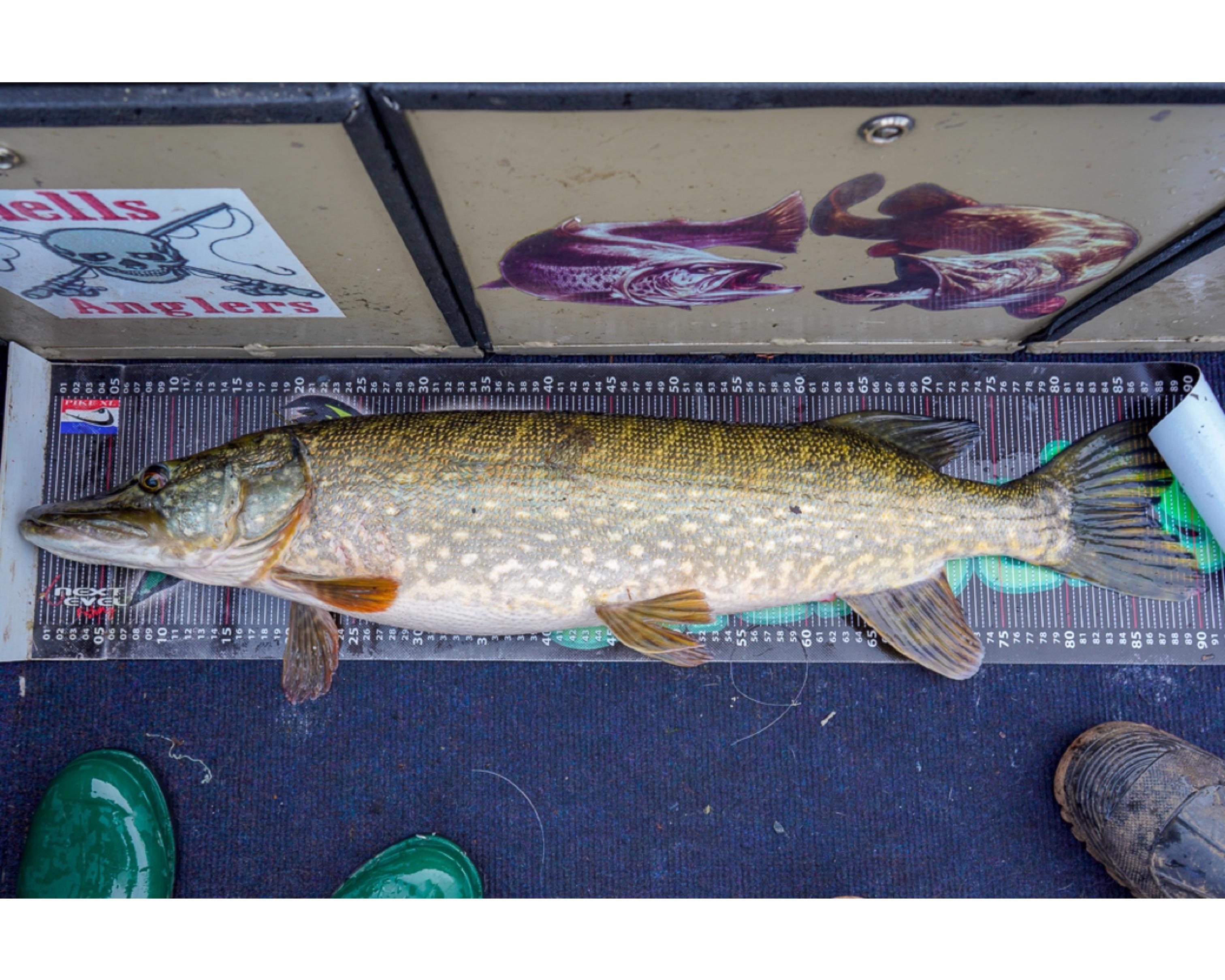 Lure caught Pike from Lough Erne, Northern Ireland r/Fishing