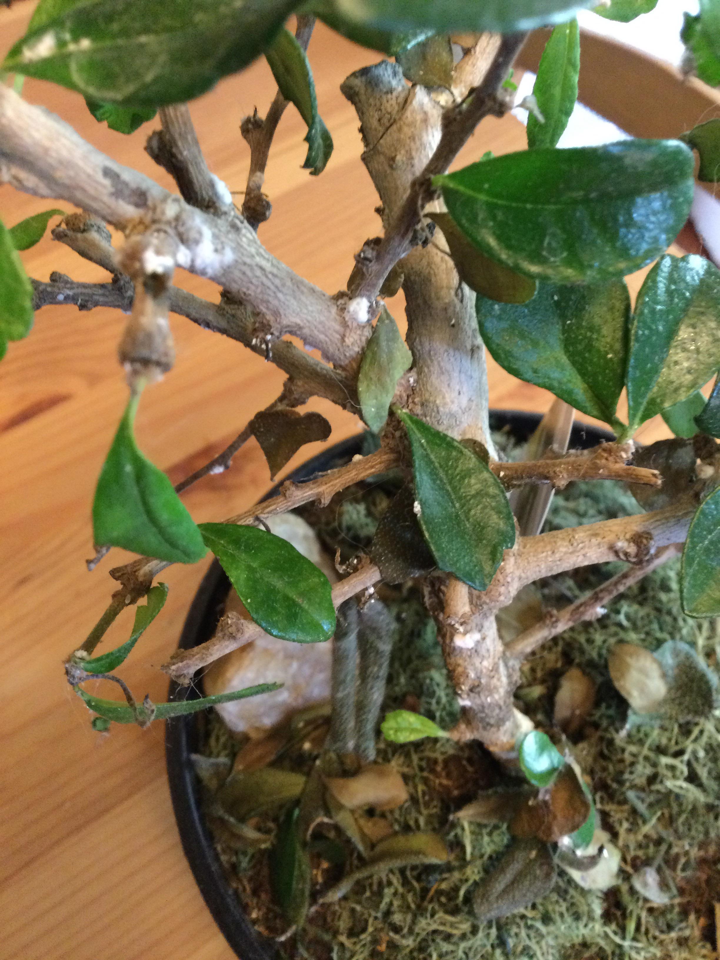 My plants have this fuzzy white stuff on them and are drying out! 😭 r