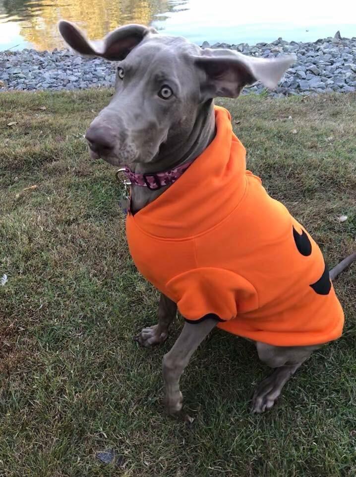 The obligatory one month until Halloween post my Weimaraner from her