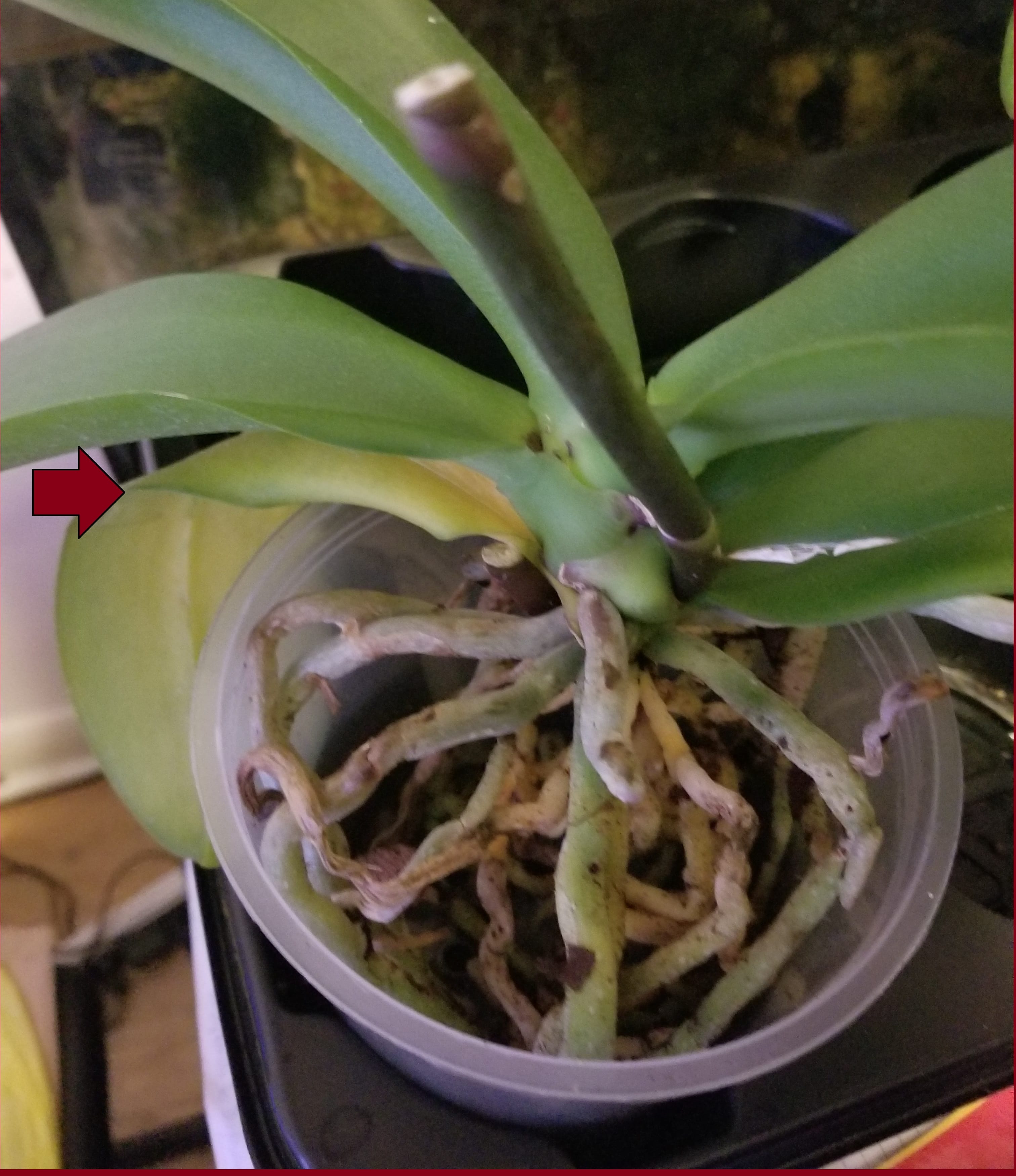 Urgent Orchid Advice Withering/Yellow Lower Leaves Orchid Board Most Complete Orchid Forum