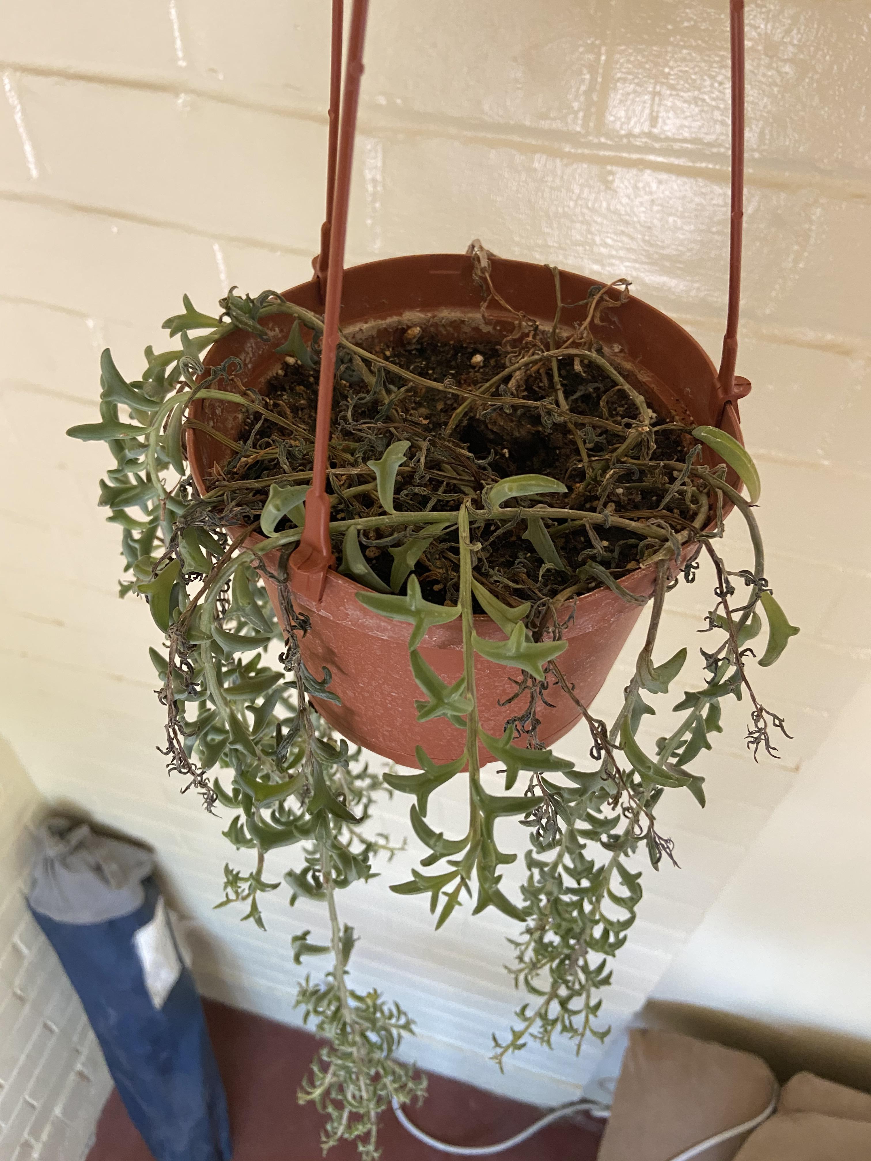 My string of dolphins has been doing so well but last week it began