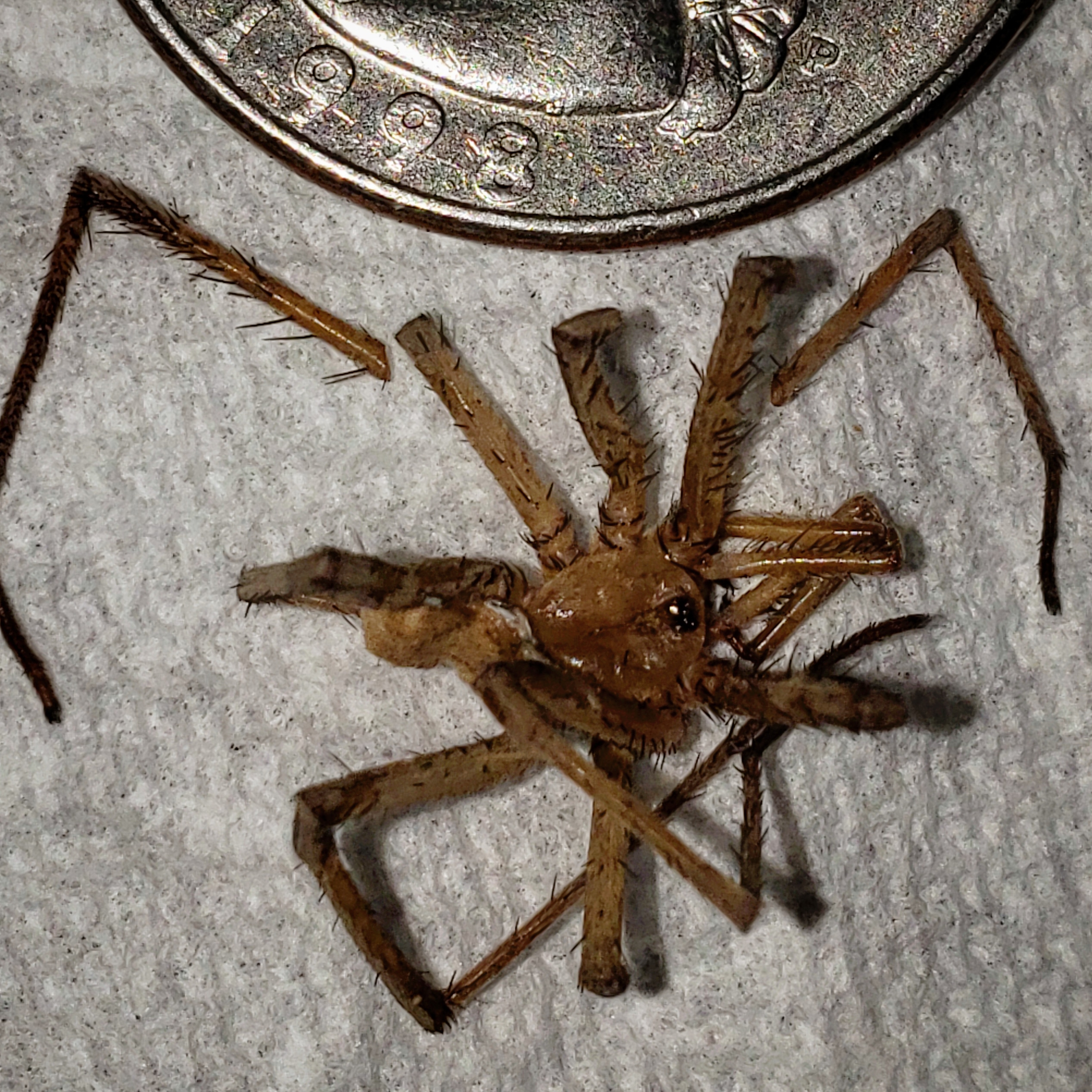 Two eyed spider? Mojave Desert CA r/spiders