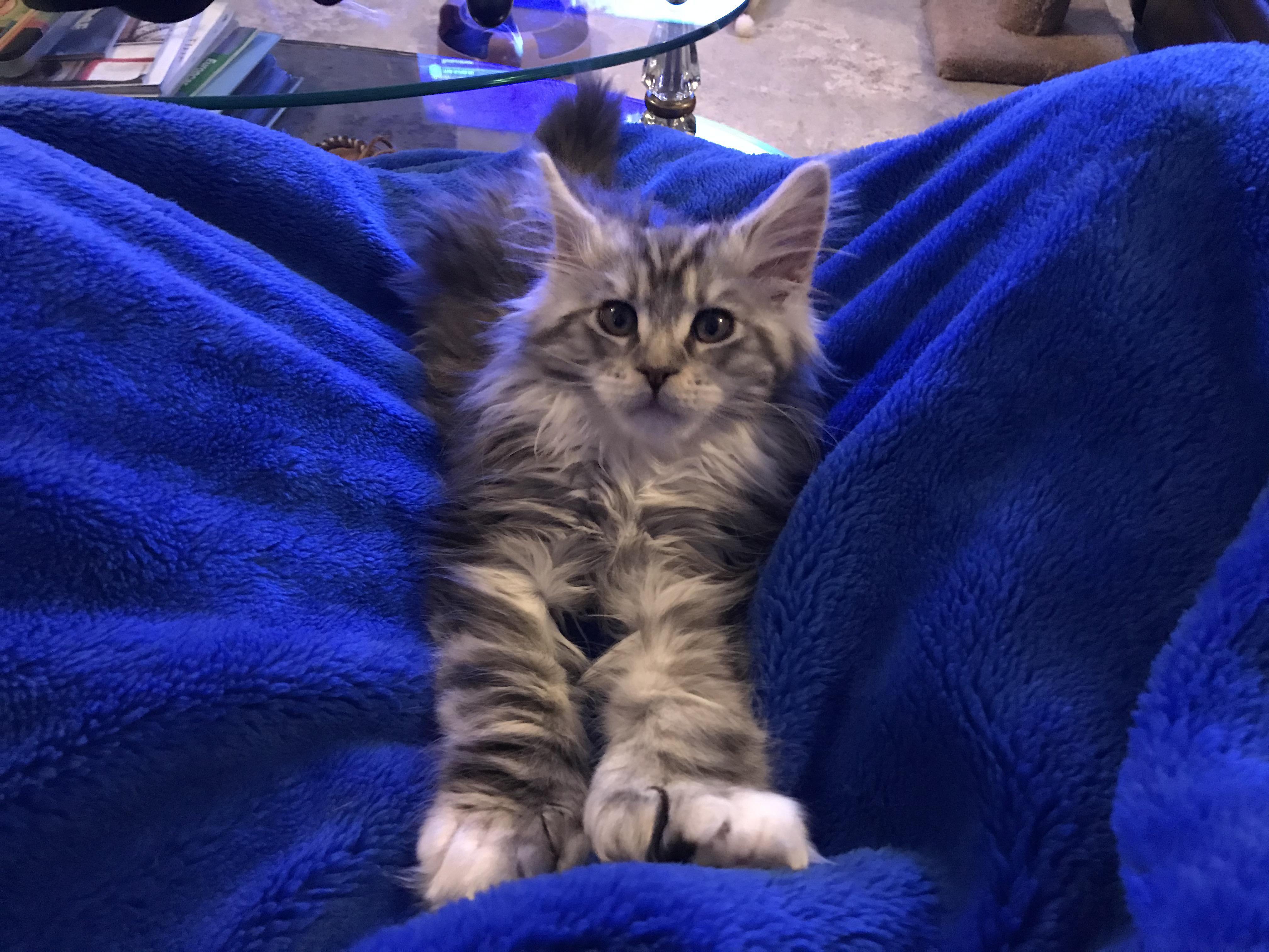 All thumbs, our 13 week old Maine Coon Bigelow aww