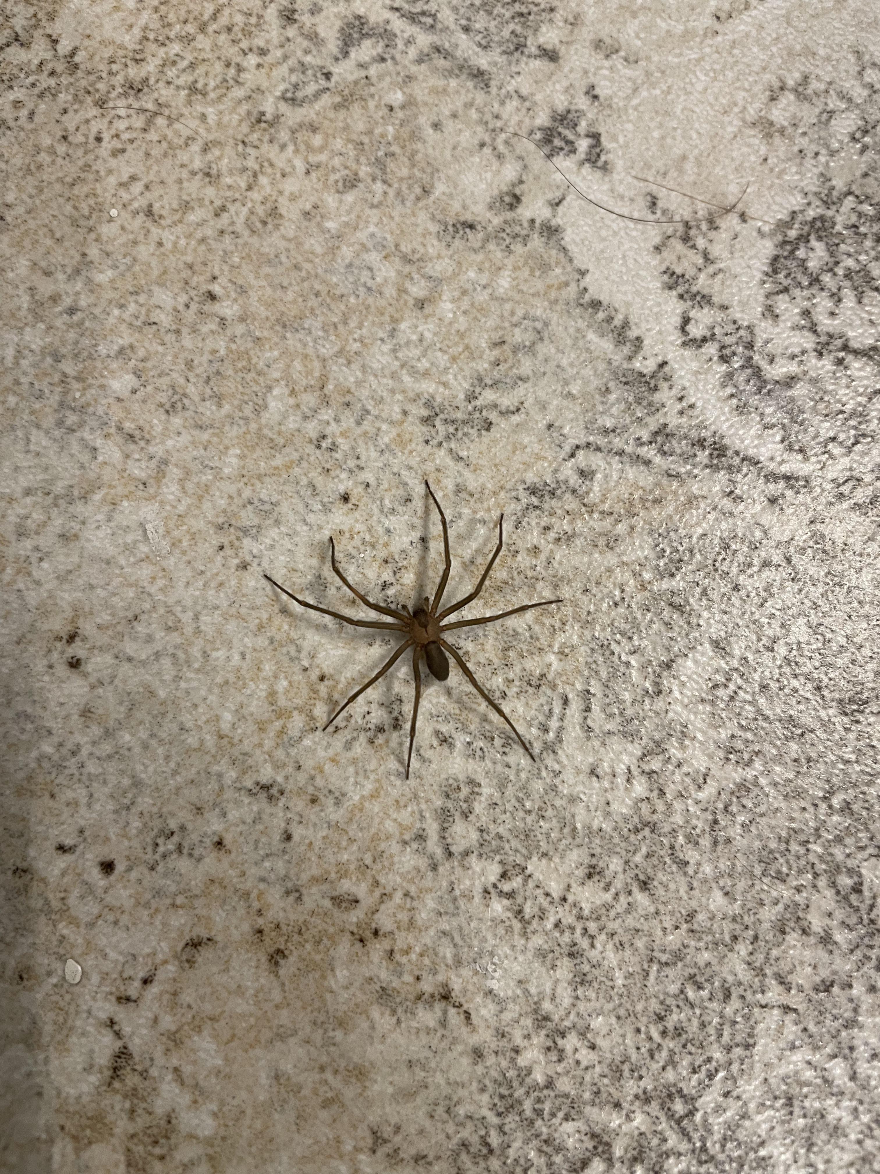 Is this friend I found today poisonous? : r/spiderbro