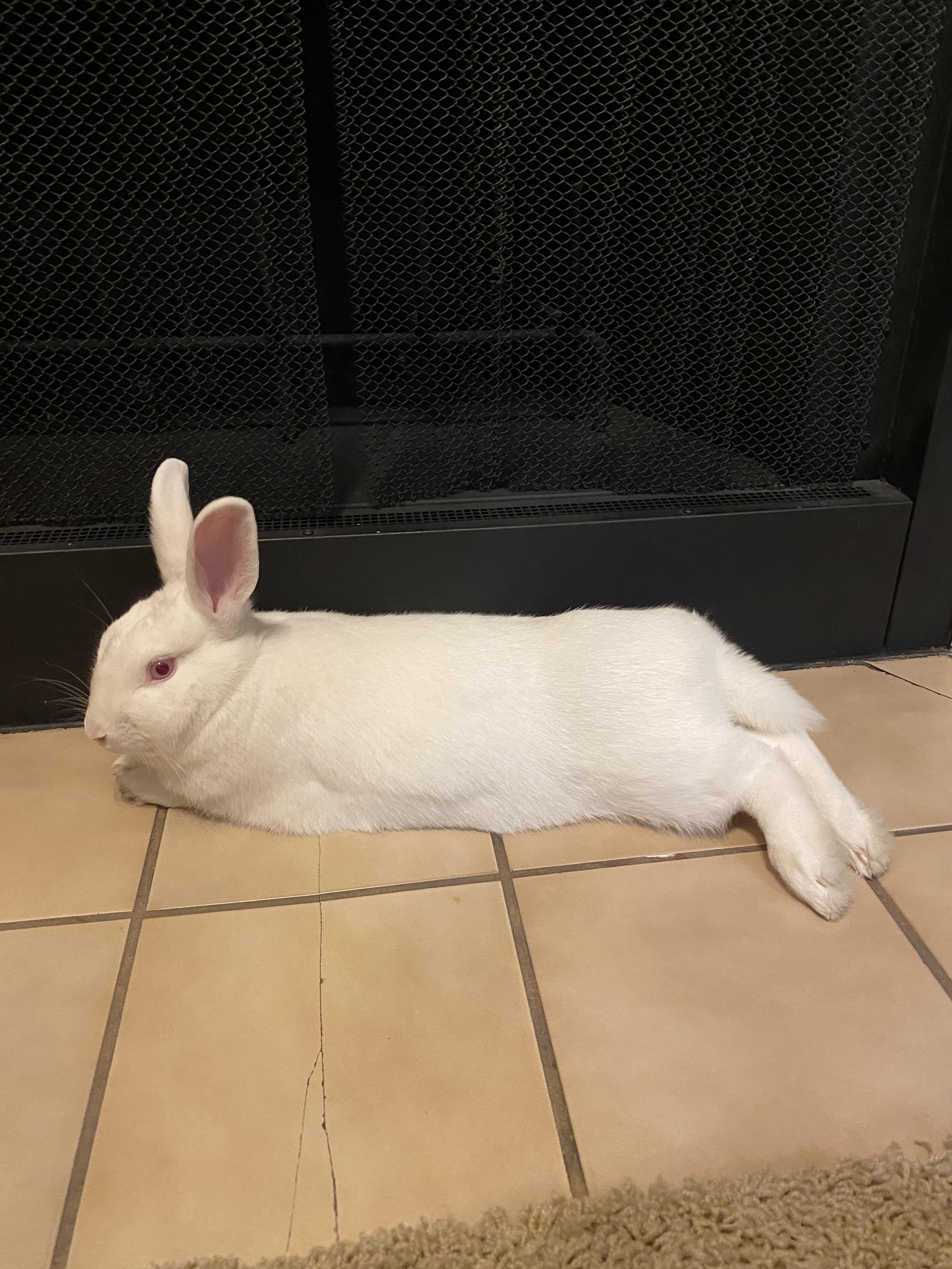 Looking to rehome Female (spayed) rabbit r/AustinClassifieds