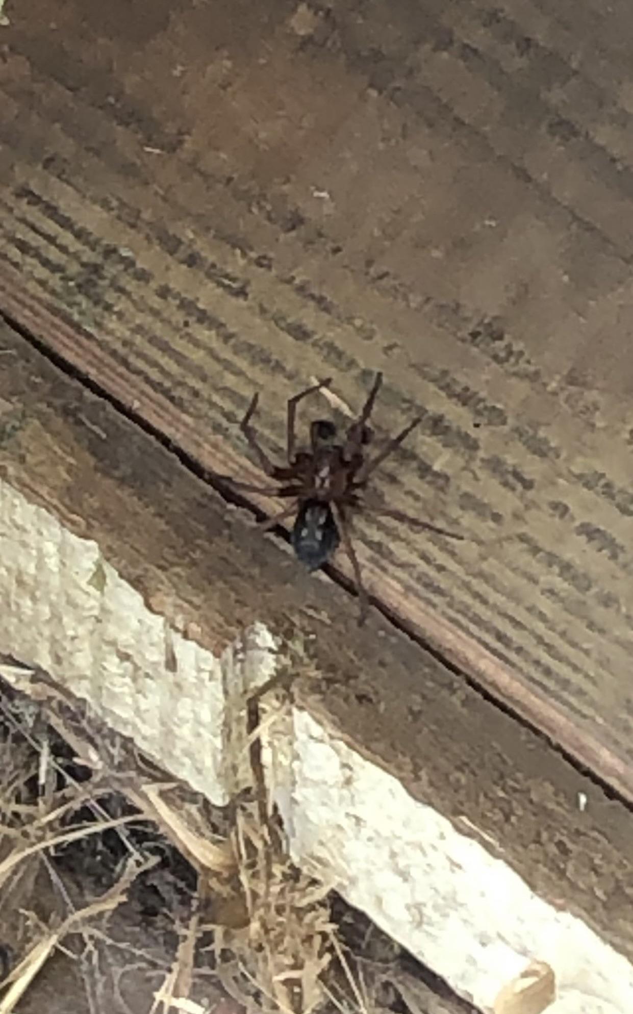 Coastal mountain range of NW Oregon. In my chicken coop. Dangerous to
