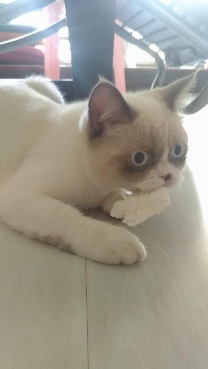 Derpy cat starts eating paper r/StoppedWorking