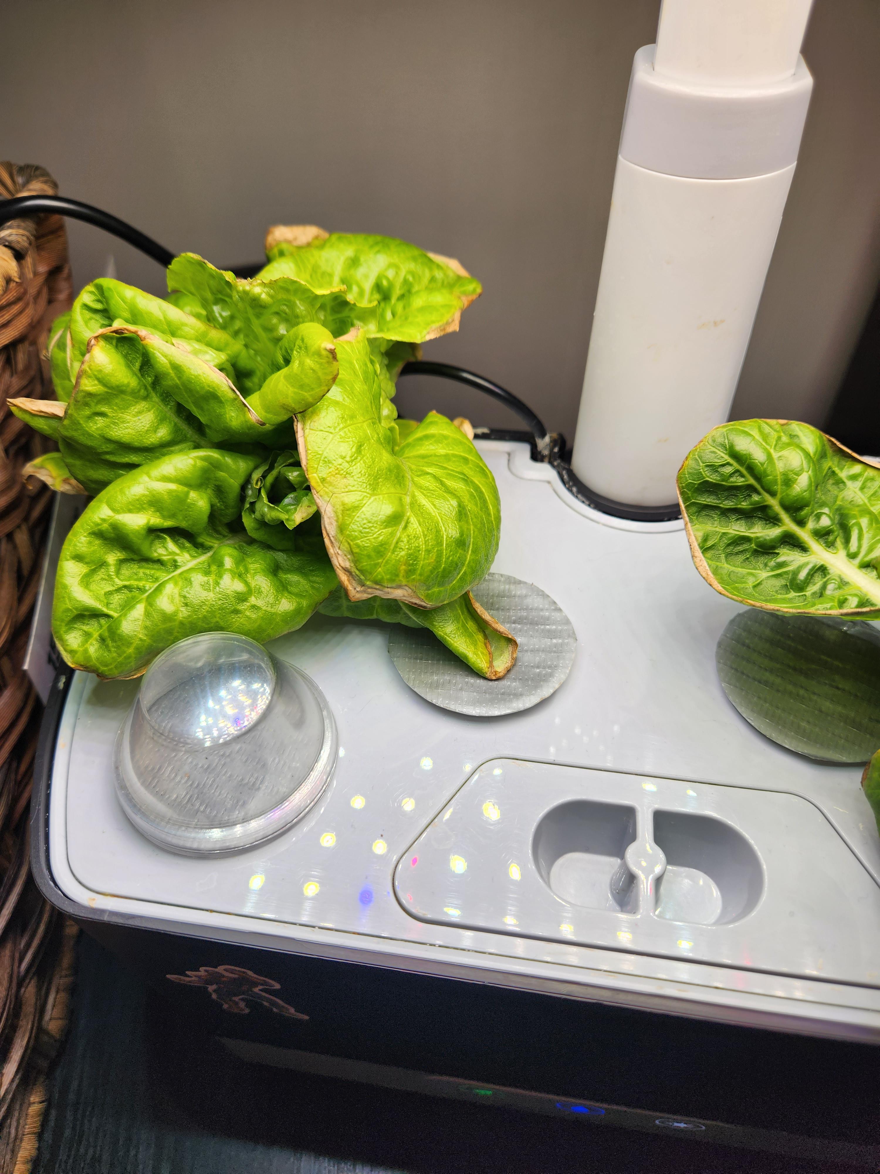 what am I doing wrong? happened on my last plants as well r/aerogarden